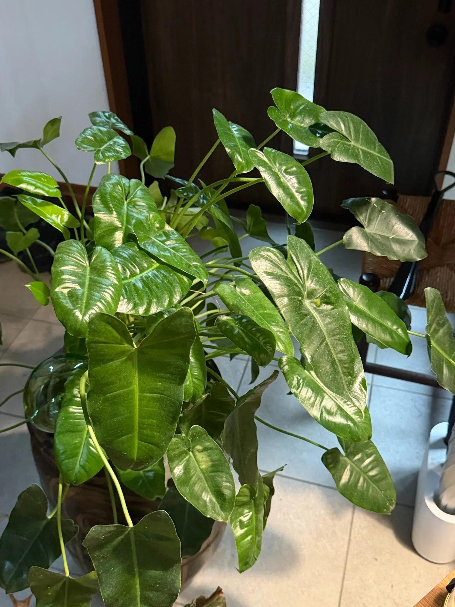フィロデンドロン バールマルクス（斑入り）がやってきた｜himekuri365