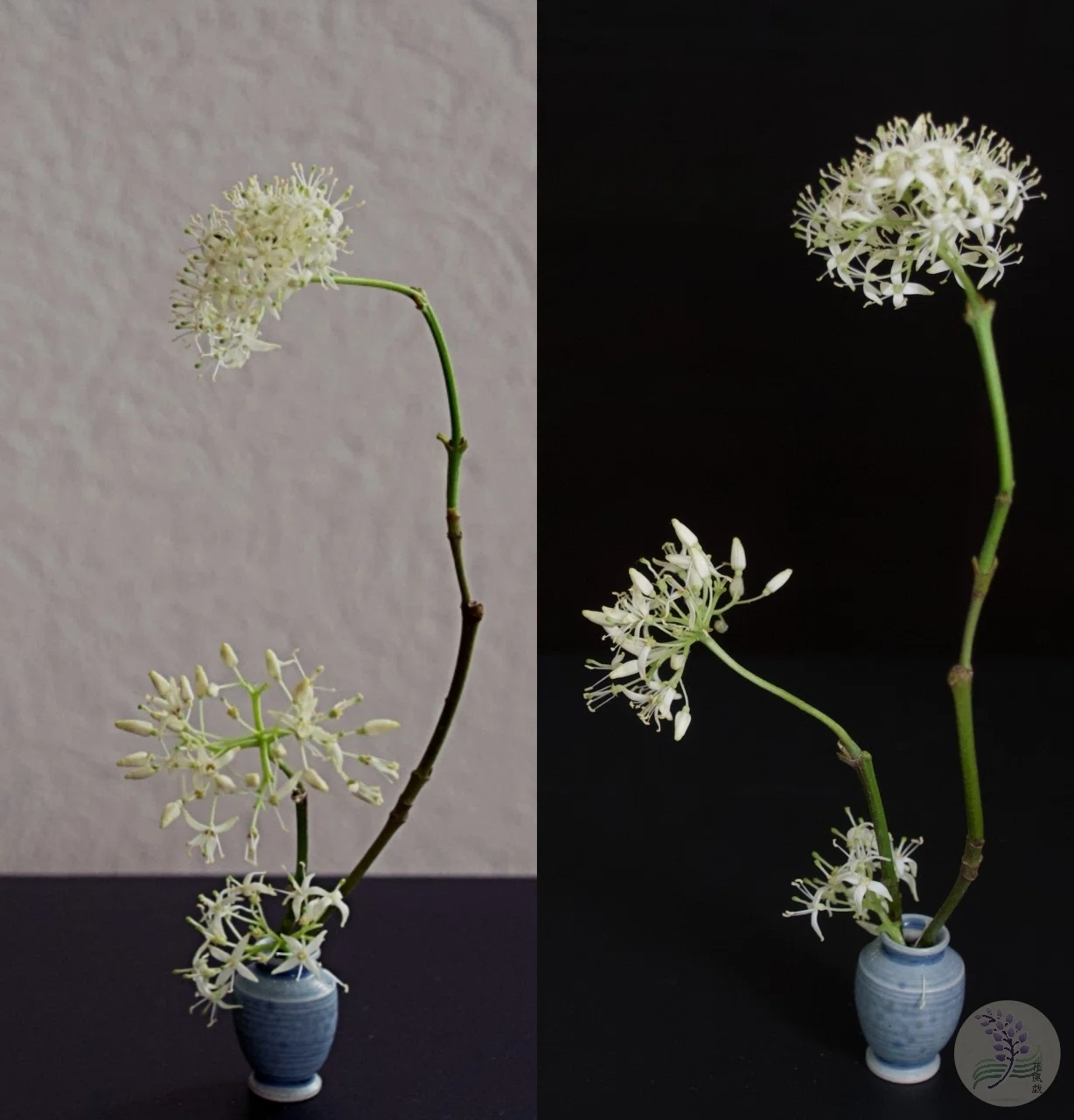 倒れる度に、形も気持ちも少しずつ変わる｜ミニチュア生け花 第2弾
