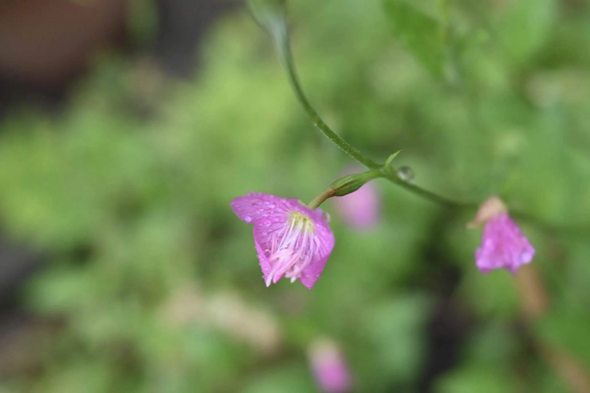 花道 キズ確認用 真狩神社の桜見頃です 🌸 – 真狩村観光協会Webサイト