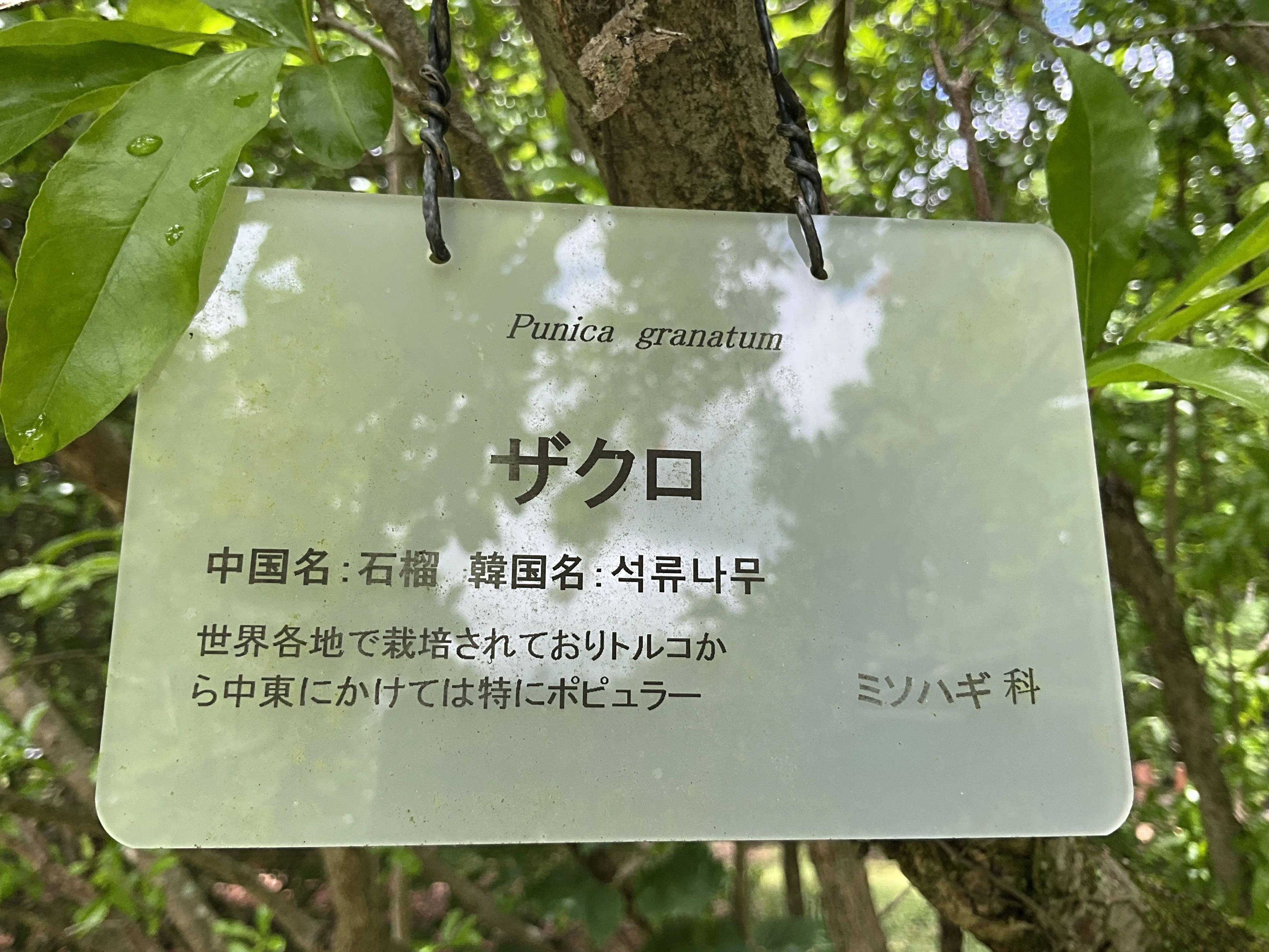 ザクロの花（京都府立植物園）：2026年5月24日（日）｜藤井秀昭