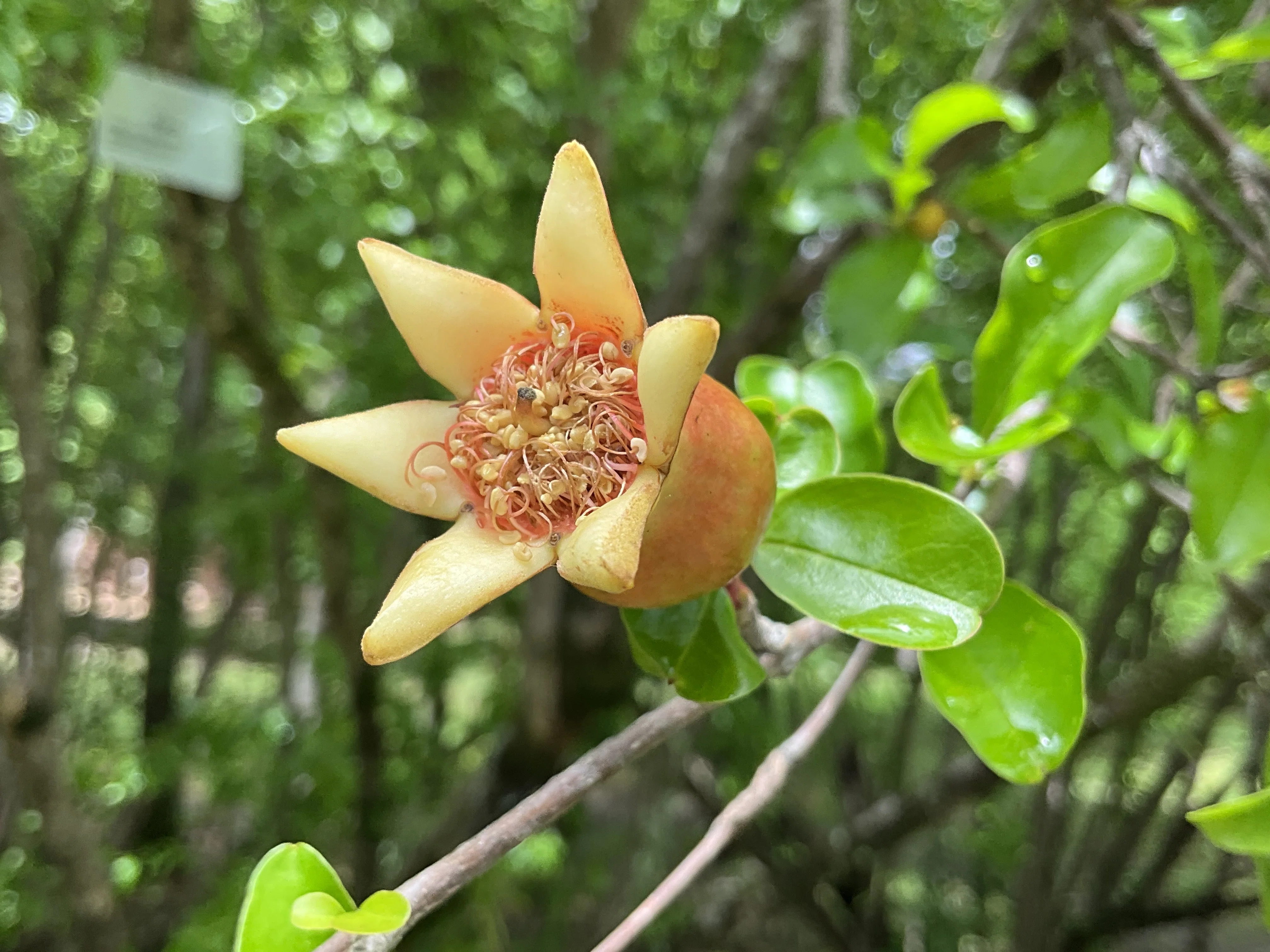 ☆塩原花園☆新品種☆ザクロ　超レア☆4.5号鉢☆4月末〜発送☆ ザクロの花 写真素材 [858488] - フォトライブラリー 鉢花