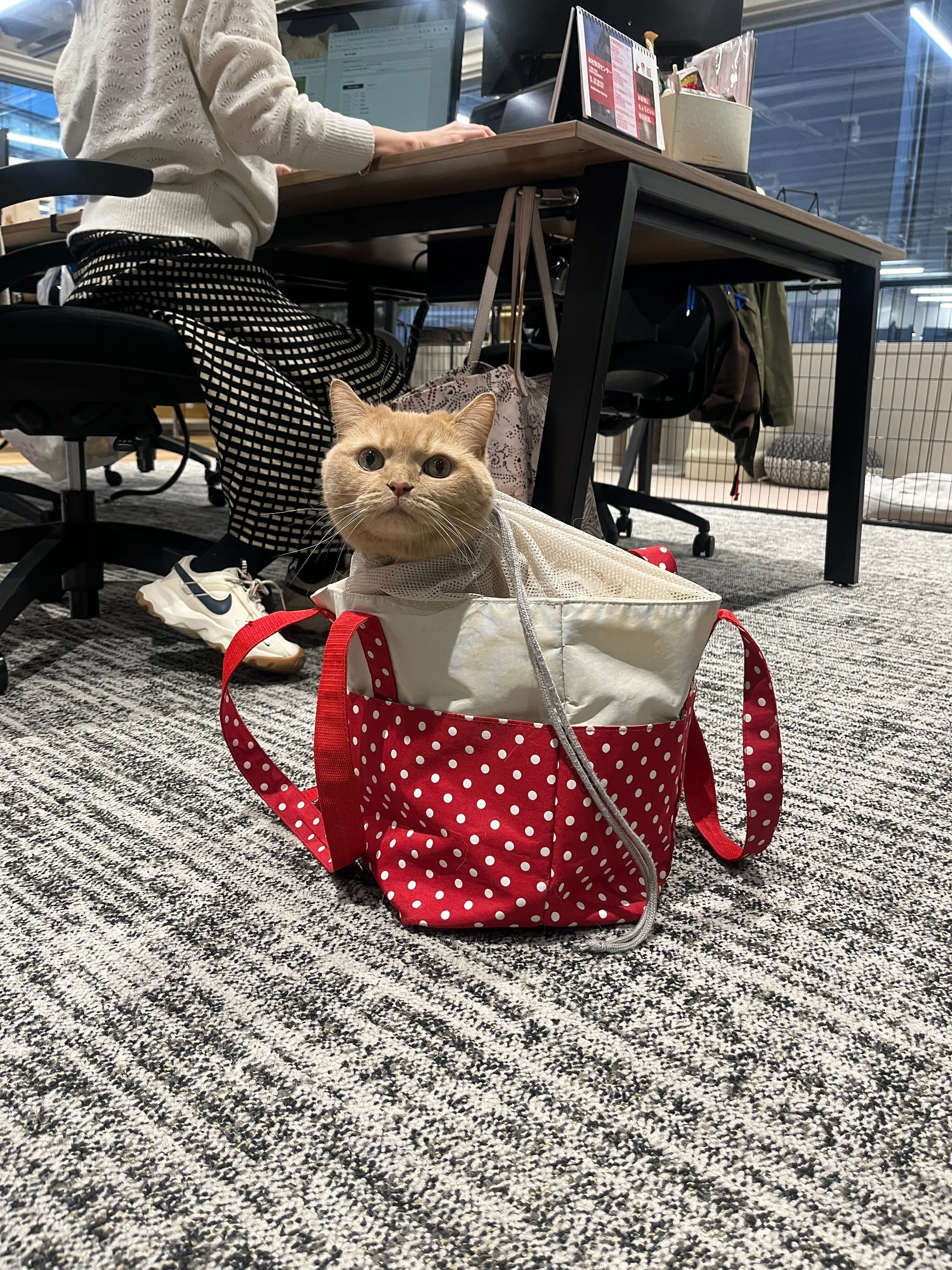 ネコちゃんと働く、最高の空間。『にゃんダフル・ワーキング』レポート