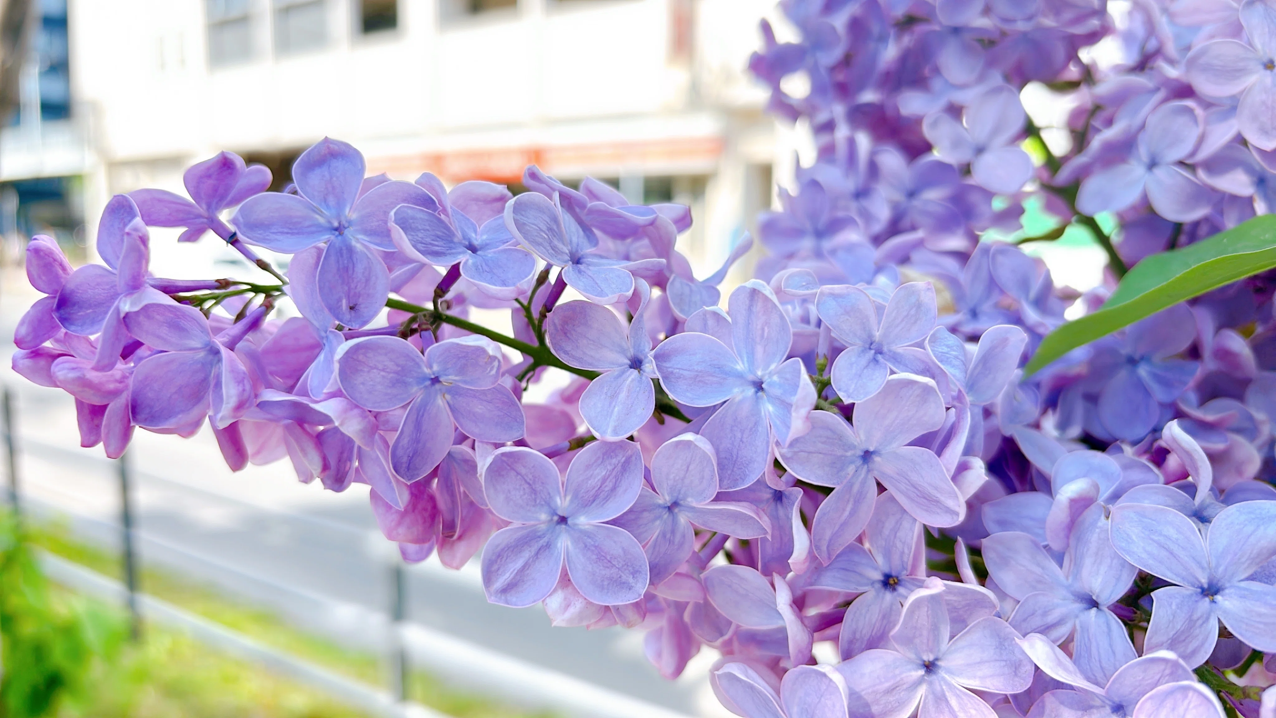 ライラック、満開。札幌が1年で一番輝く最高の季節がやってきた