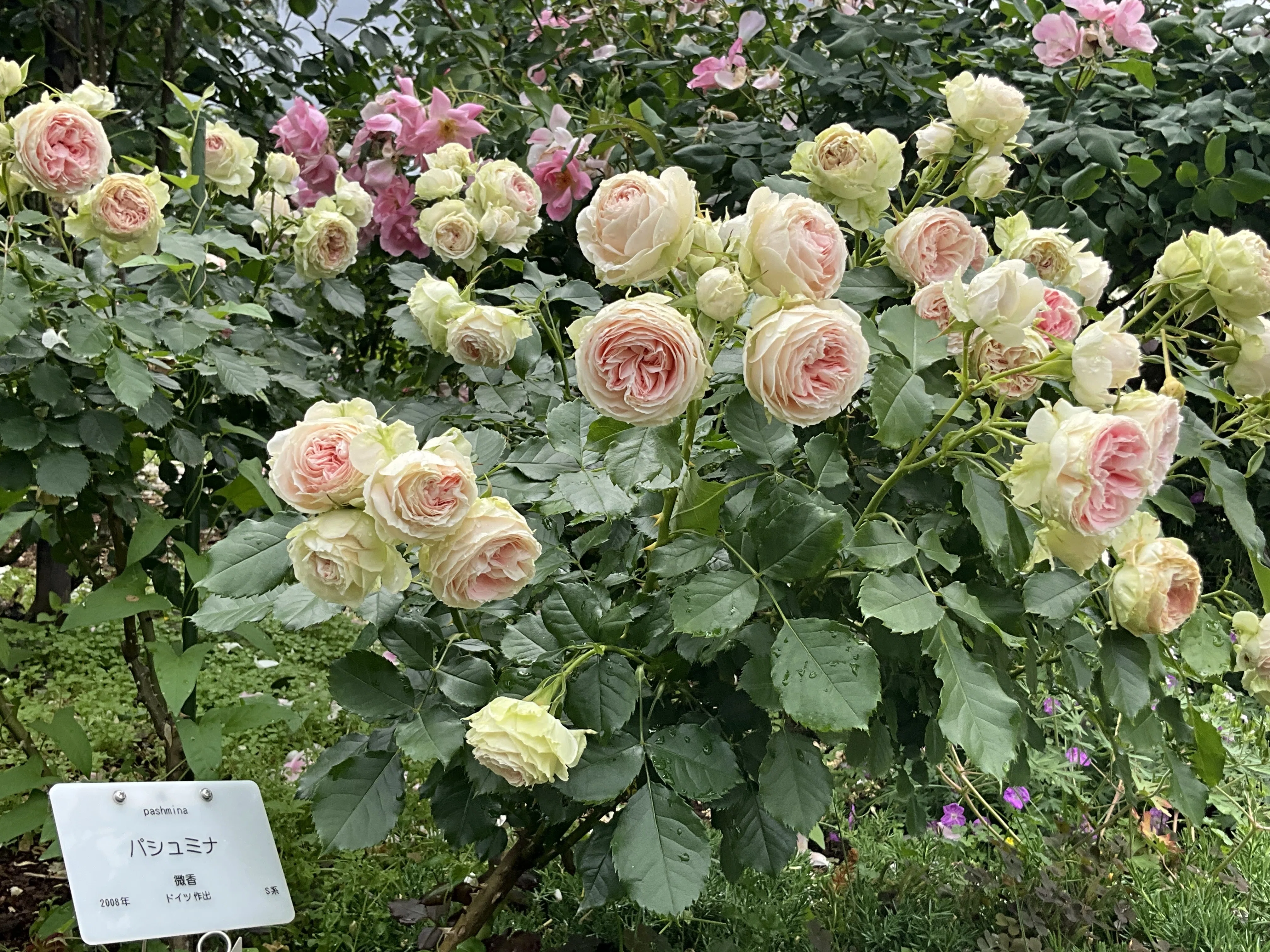 パシュミナ（京都府立植物園）：2026年5月24日（日）｜藤井秀昭