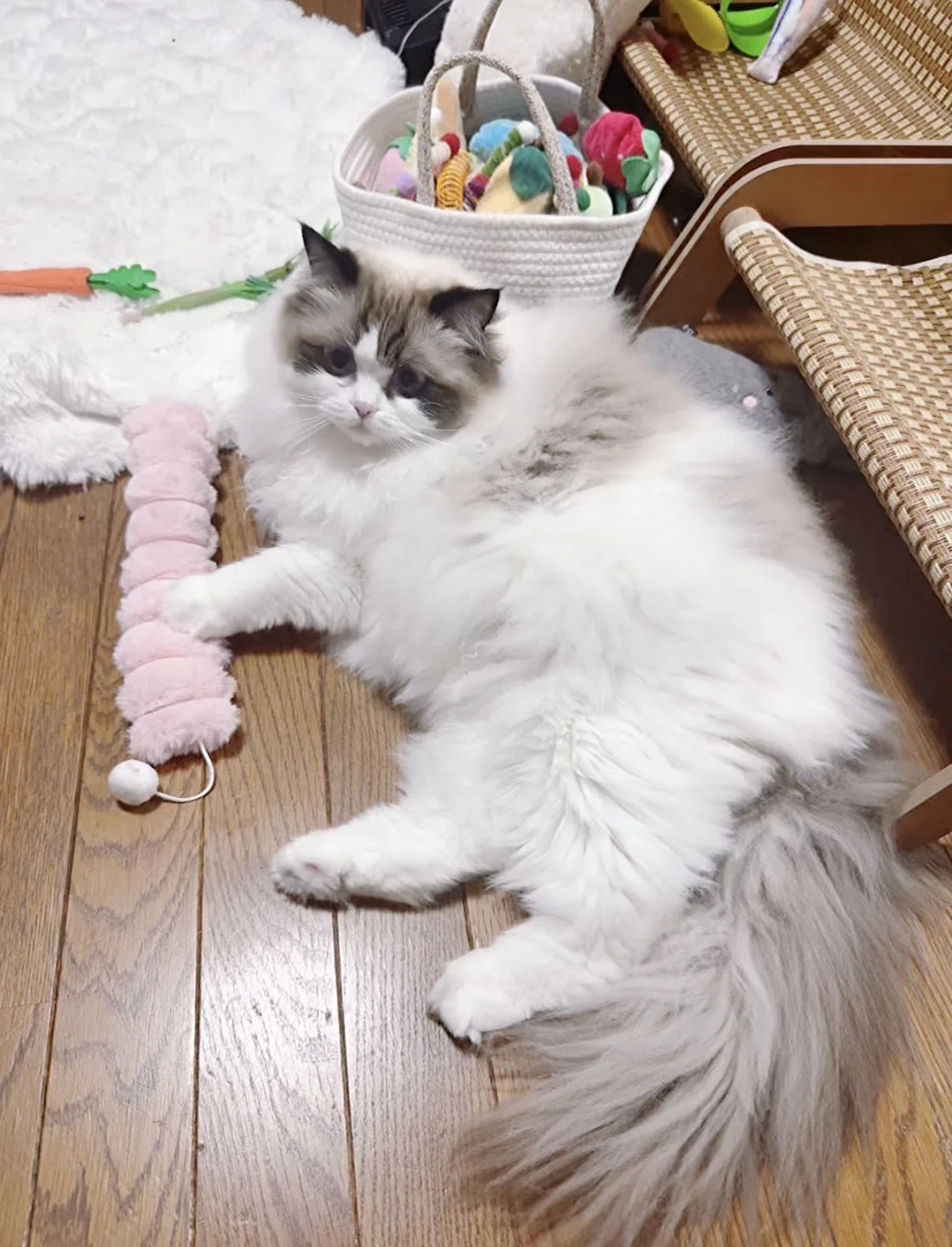 26/5/22】見てるとやめる🤣ツンデレすぎるぷりると新おもちゃ