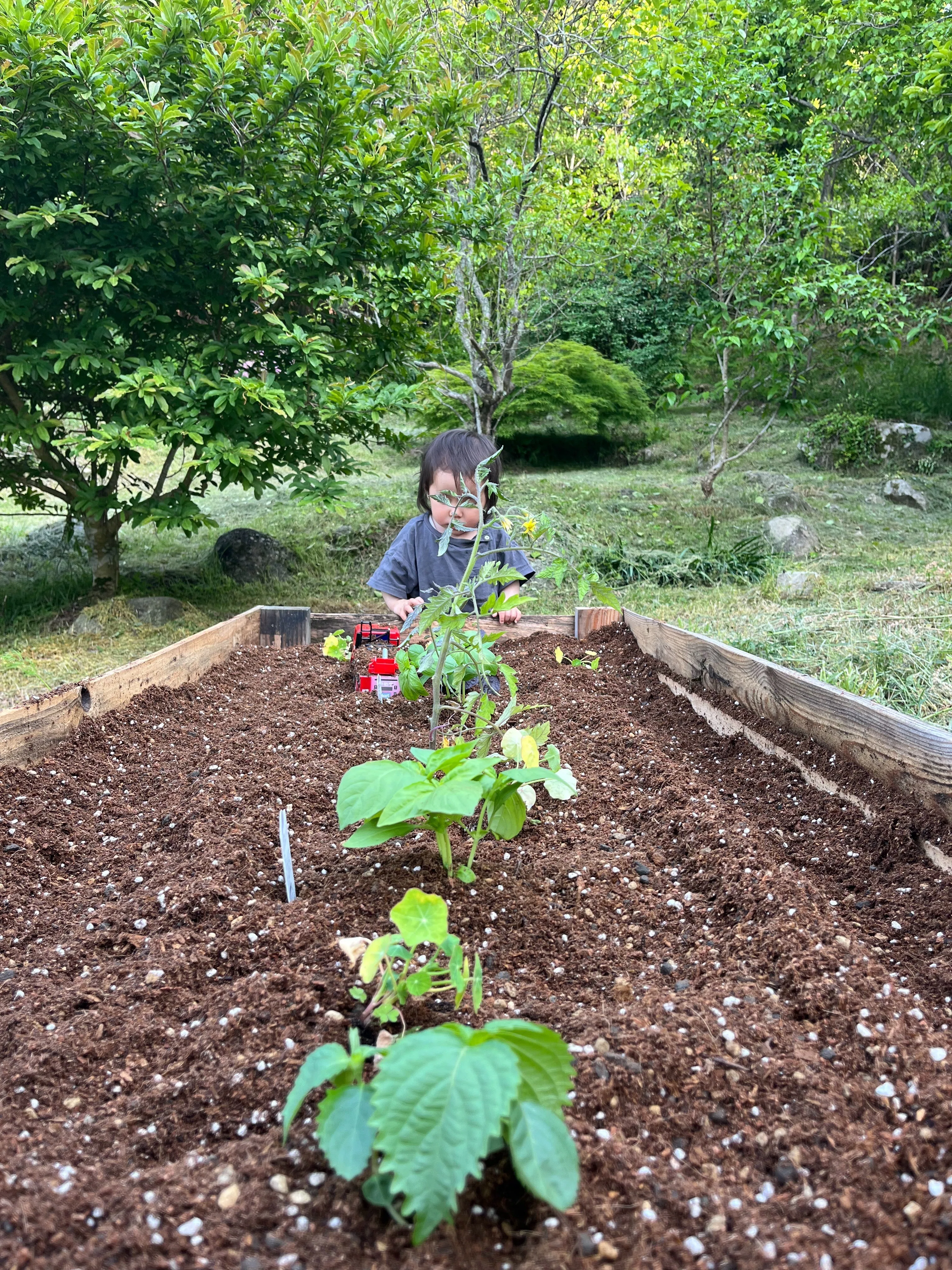 苗を引っこ抜く娘、植え替える息子｜_____にまつわるエトセトラ