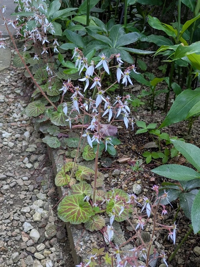 ユキノシタの咲く裏庭で｜庭の花｜50代・実家暮らし｜ひかおん