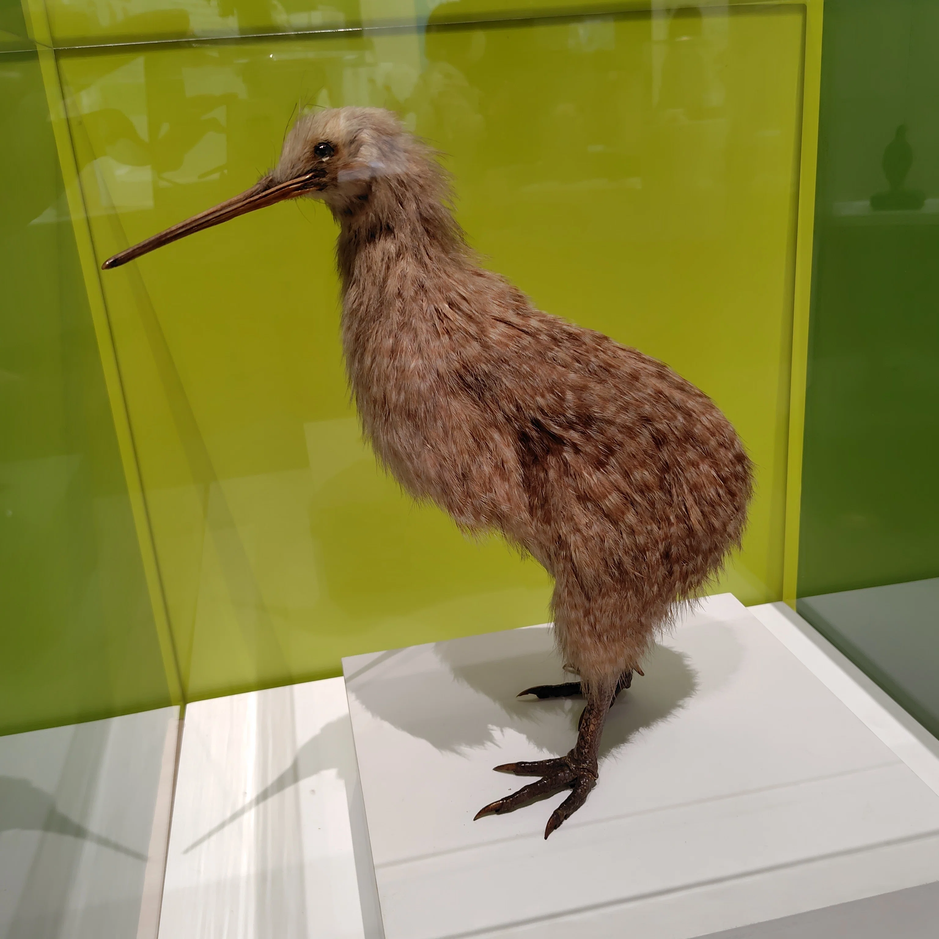 20260521木 鳥展｜山盛り天むす