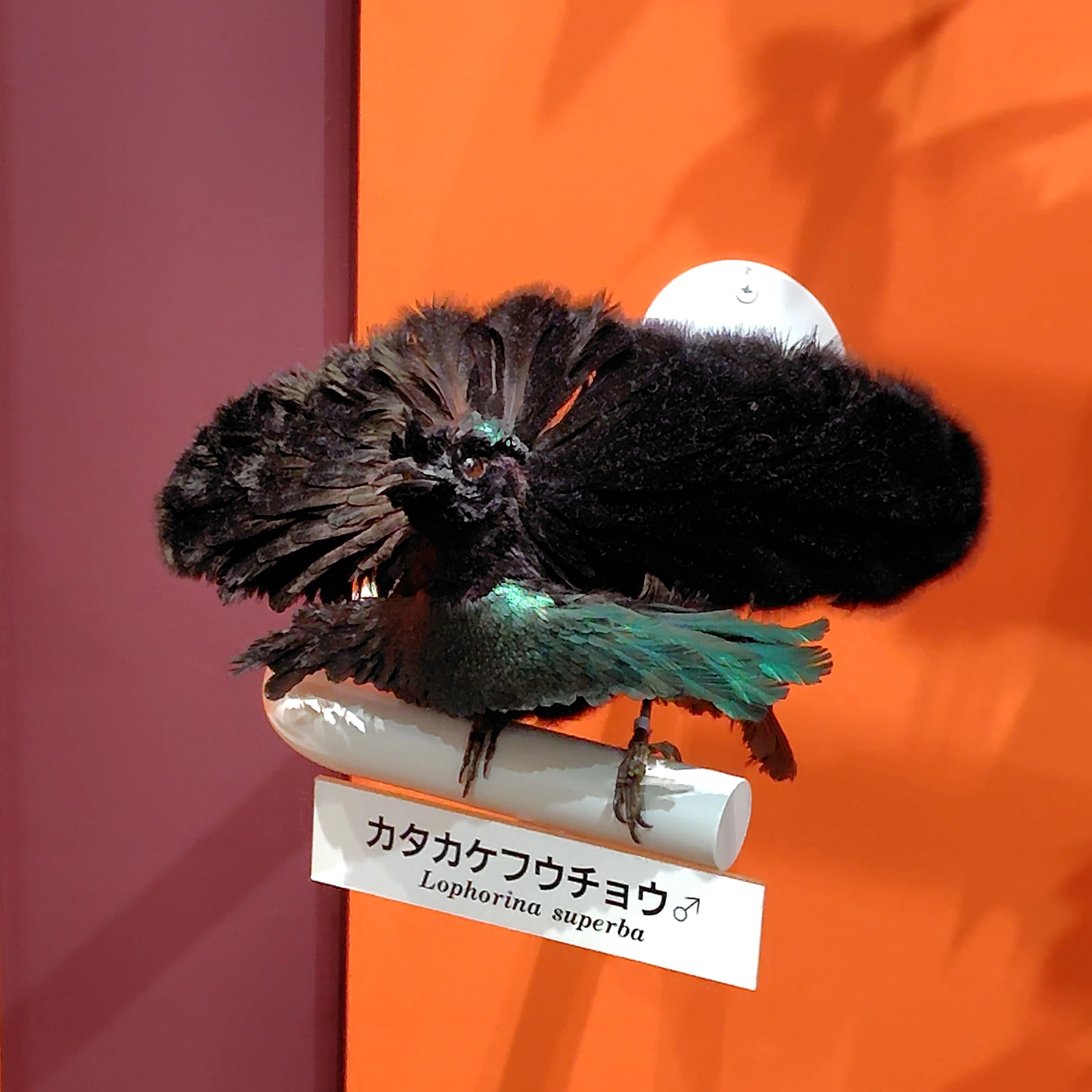 鳥の標本 羽を広げた姿 木製展示台付き 動き」を想像できるか？400種が集まる鳥展で見えた生命の条件