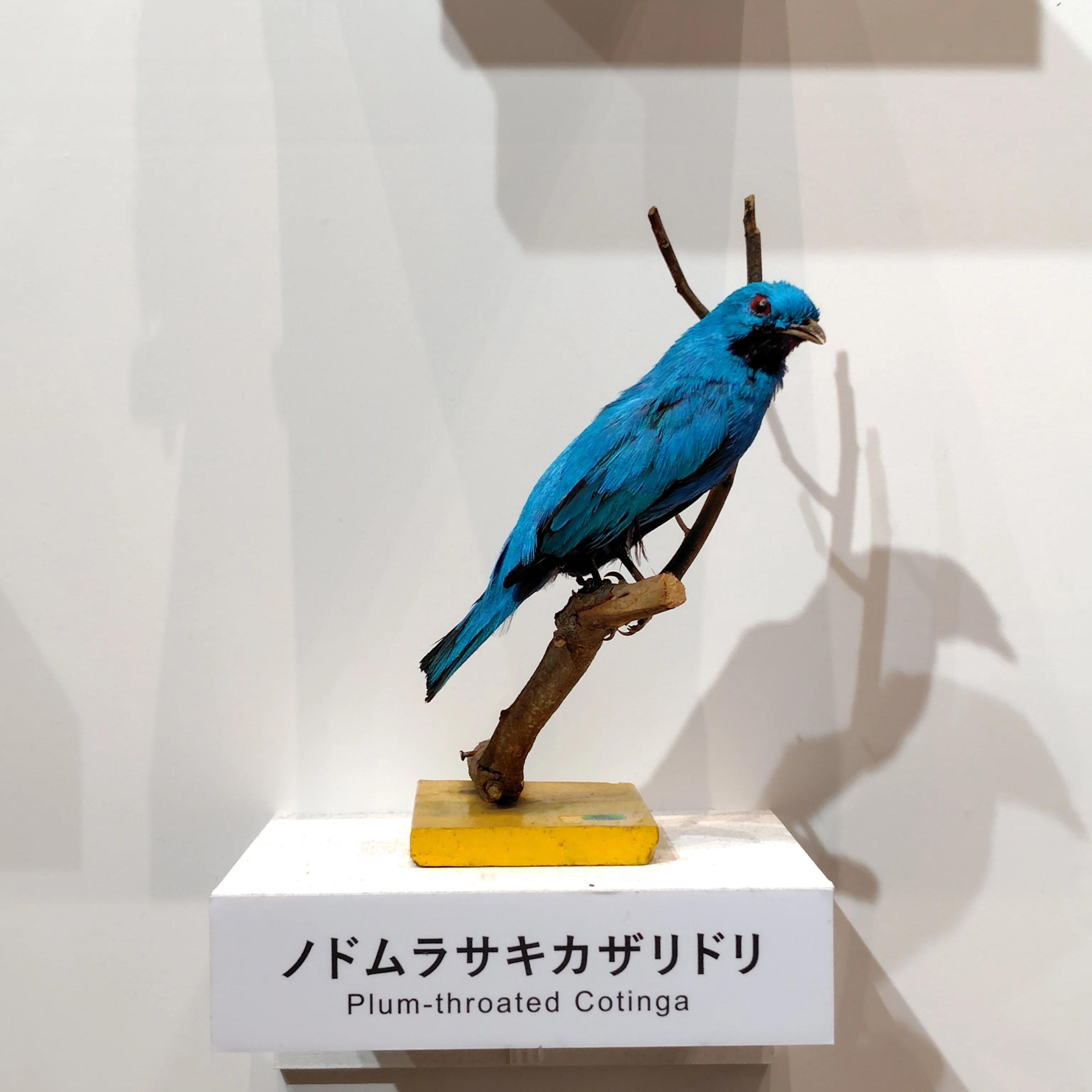 20260521木 鳥展｜山盛り天むす