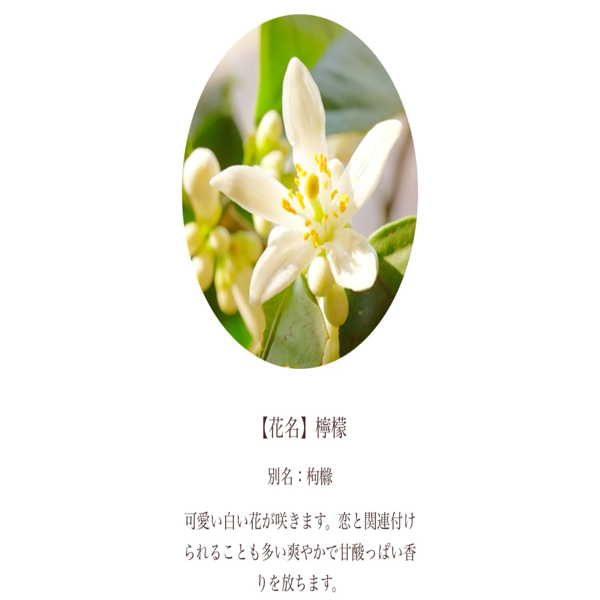 366日の花個紋 - 5/23 - 毎日あなたの誕生日 ｜シンデレラ