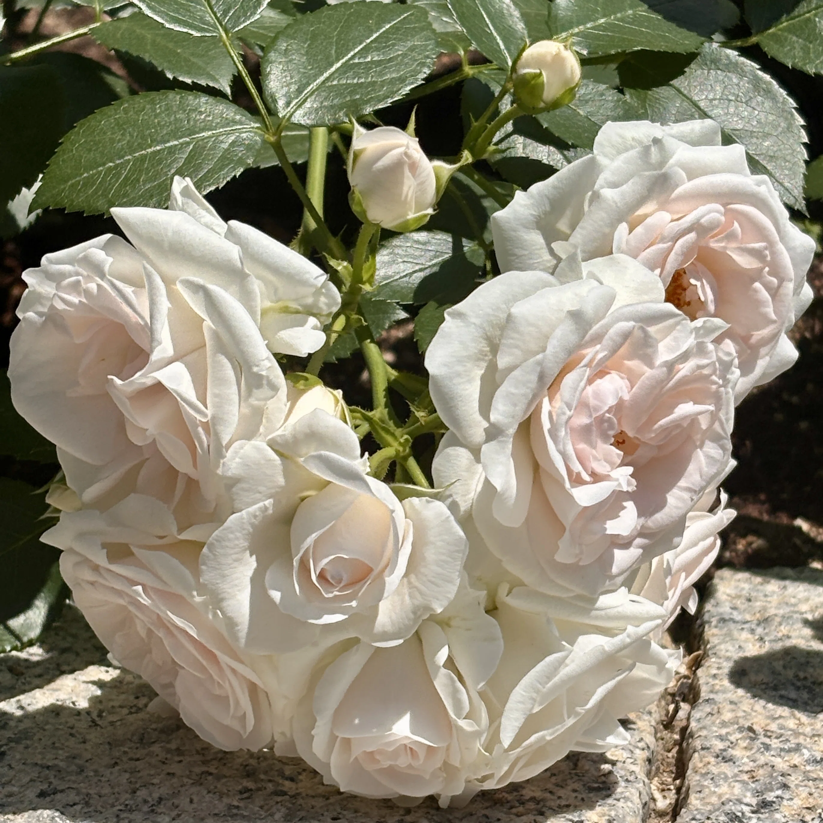 薔薇｜Re:Piano 40s