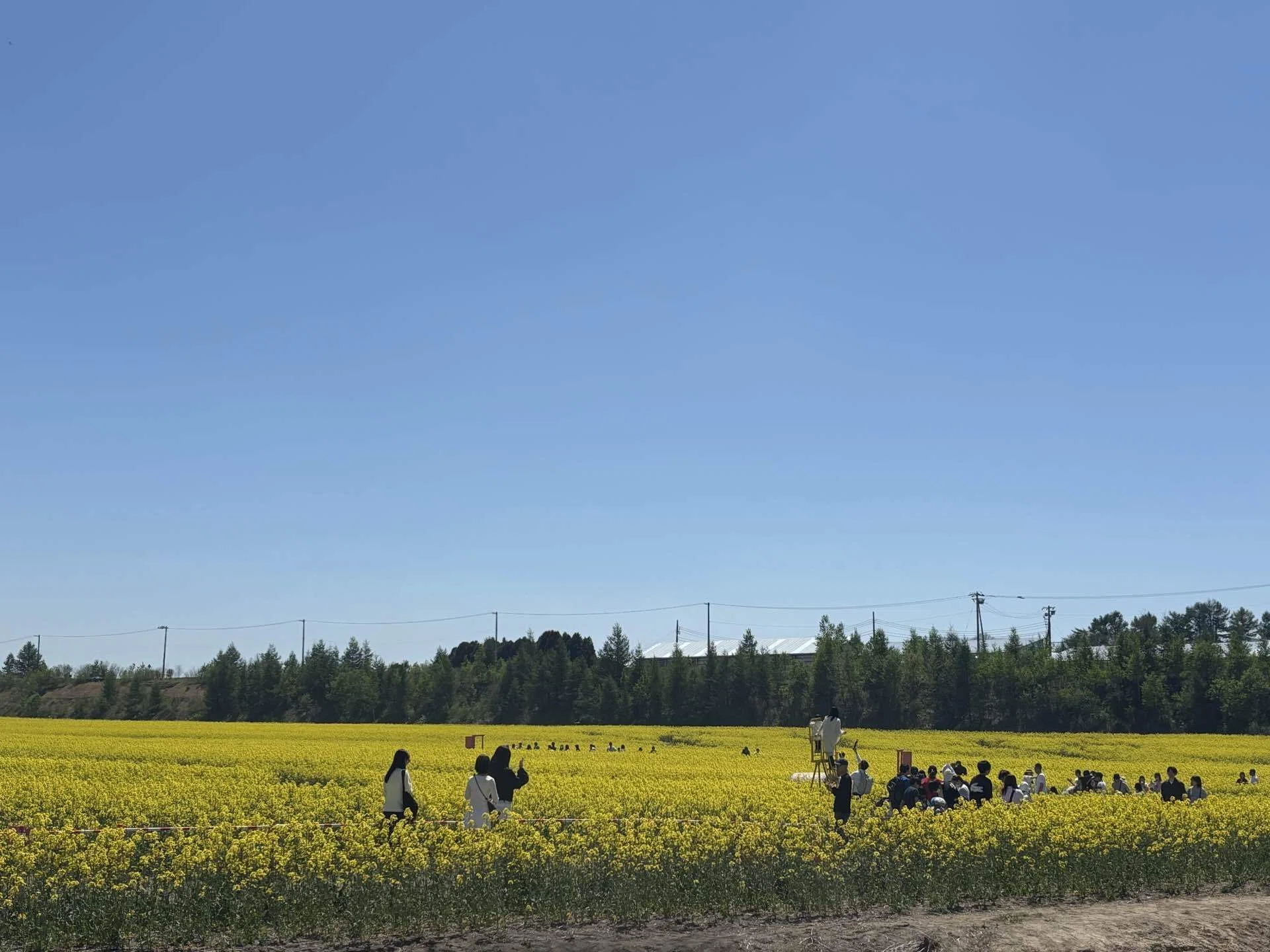 ❤️収穫終了1日2SET限定✨菜の花1.5kg✨❤️ ❤️収穫終了1日2SET限定