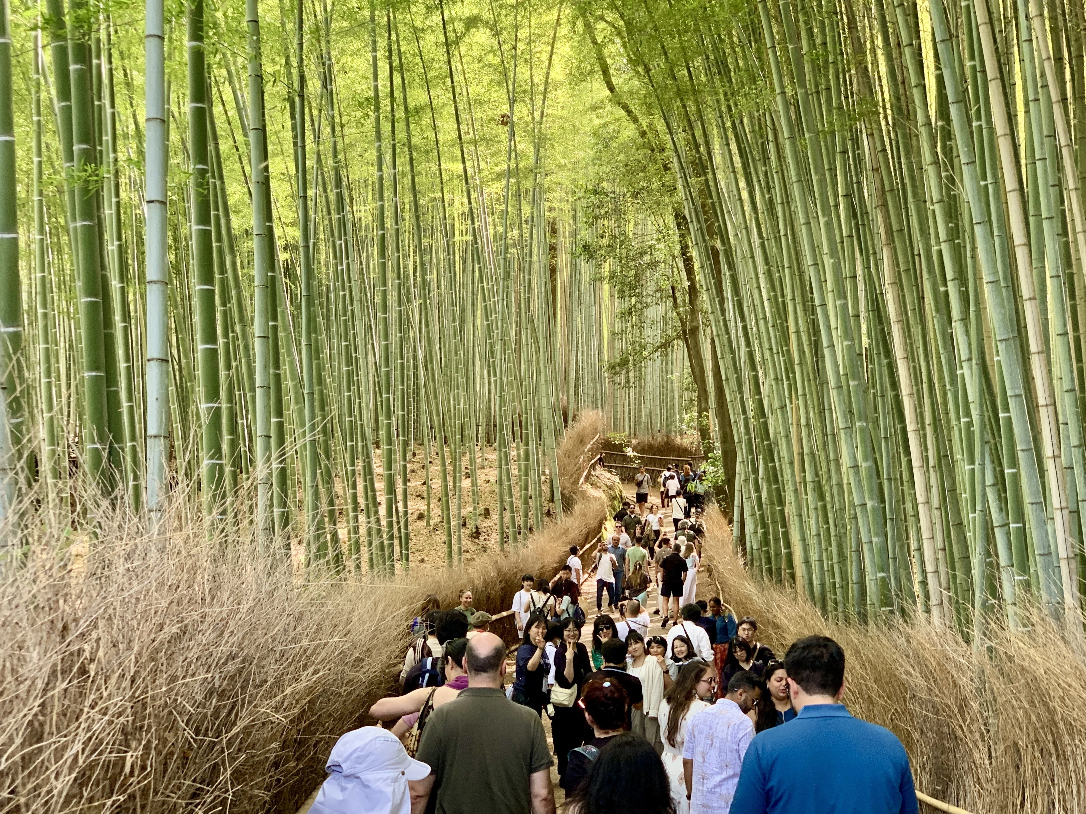 嵐山・天龍寺】完全ガイド|世界遺産をもっと楽しむ裏ワザ&お得情報 嵐山・天龍寺】完全ガイド|世界遺産をもっと楽しむ裏ワザ&お得情報