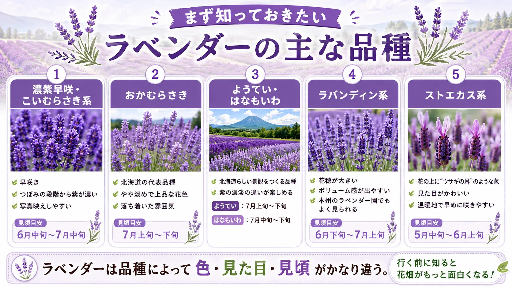 ラベンダーの季節が来た。香りで選ぶ品種ガイドと、全国ラベンダー畑10
