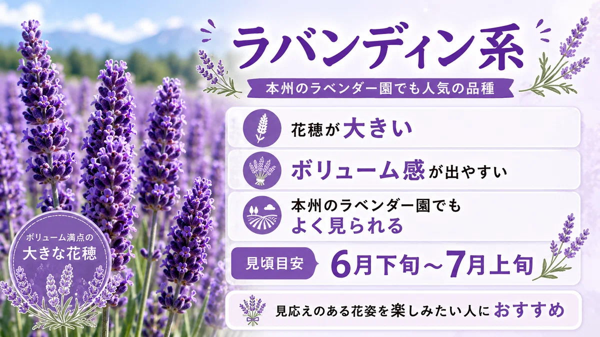ラベンダーの季節が来た。香りで選ぶ品種ガイドと、全国ラベンダー畑10