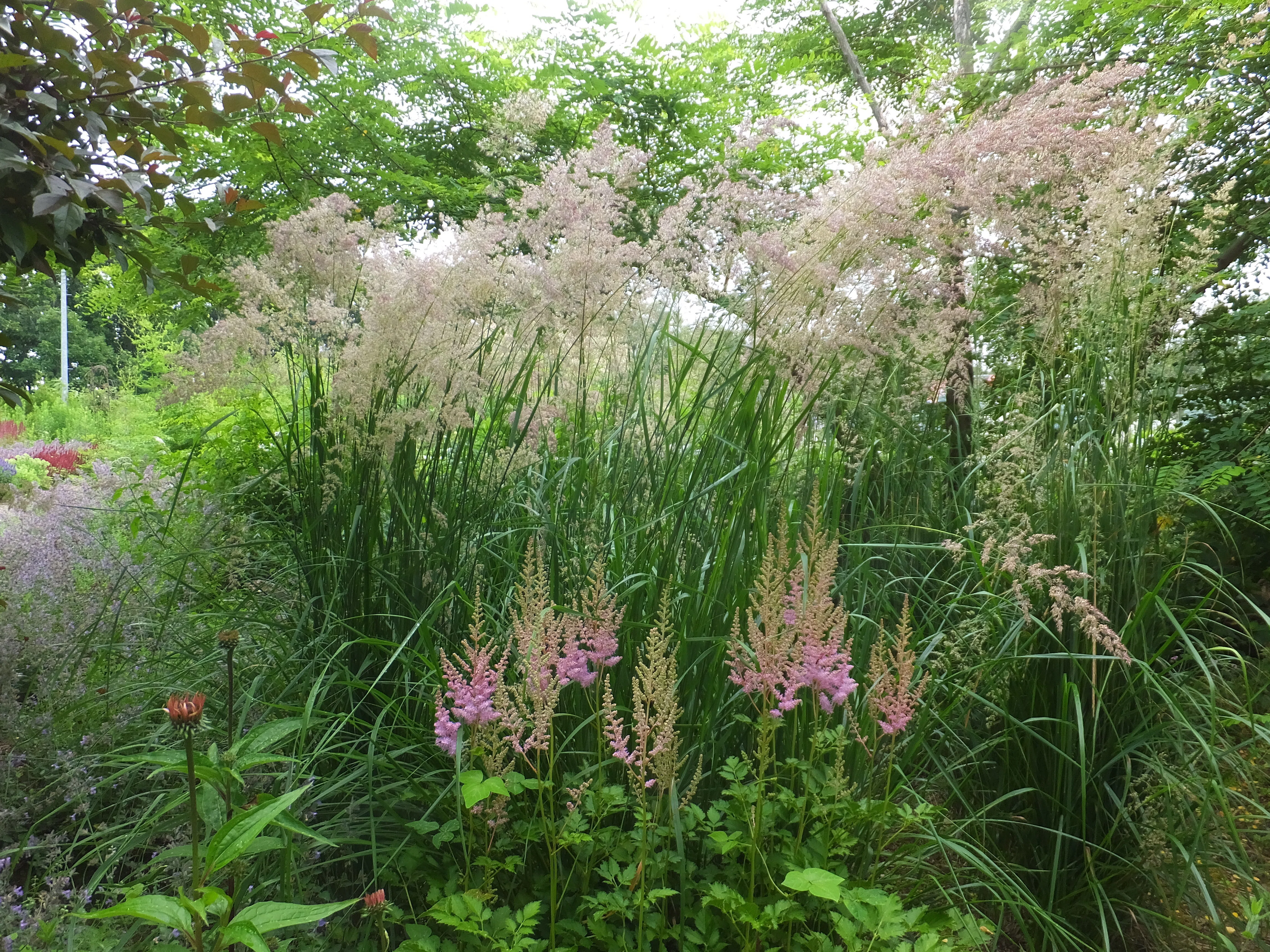 宿根草の選び方：第3回】植えっぱなし？ 刈り込んで二度咲き？ ――管理
