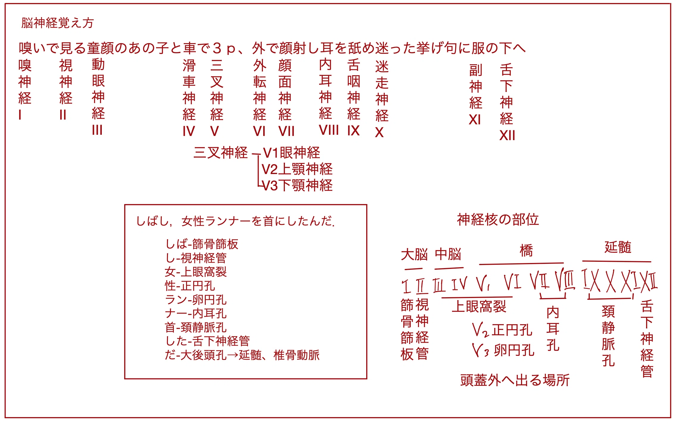 脊椎の数の覚え方を徹底解剖！一瞬で一生忘れない鉄板語呂合わせ