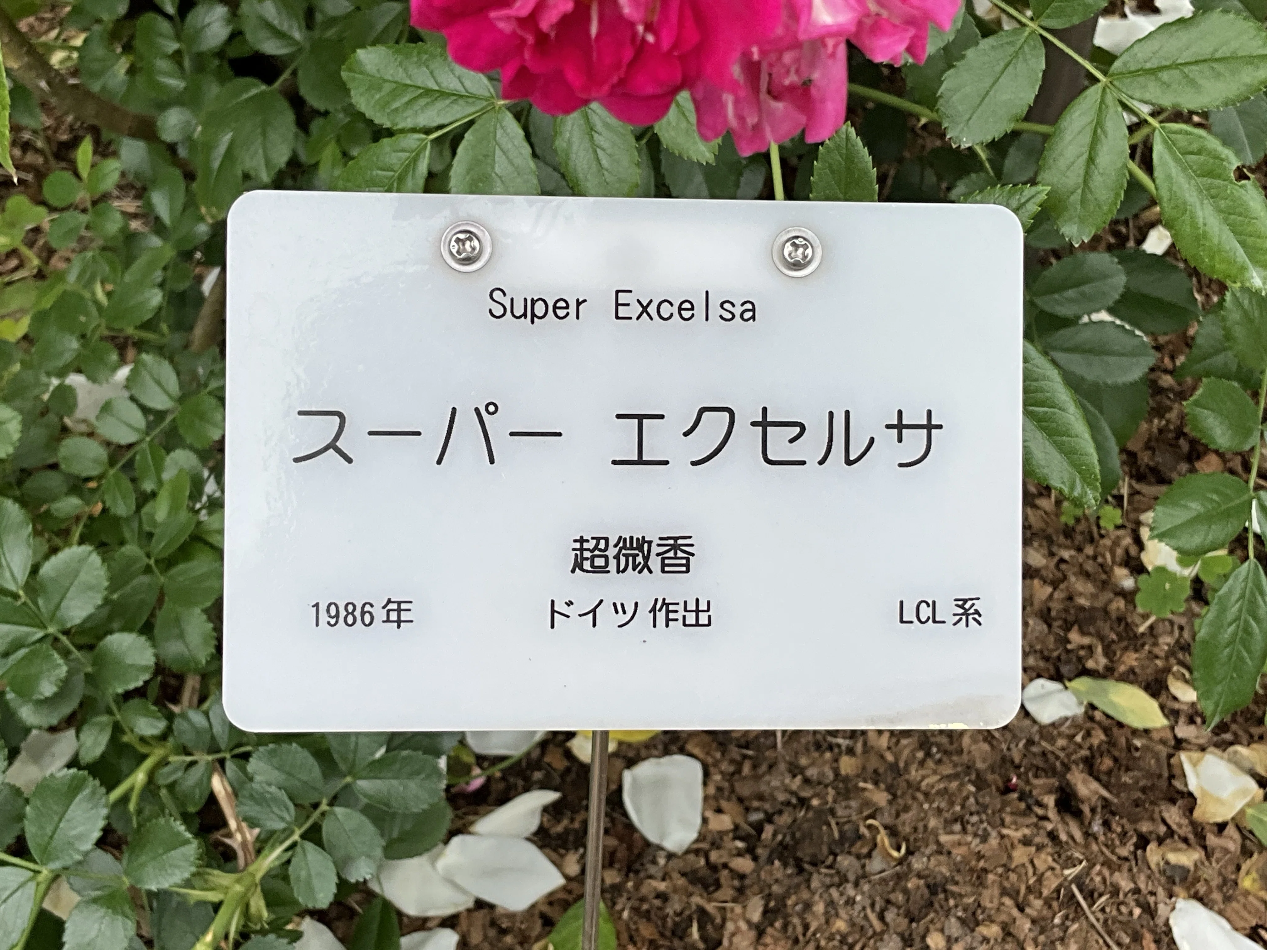 スーパー・エクセルサ（京都府立植物園）：2026年5月23日（土）｜藤井