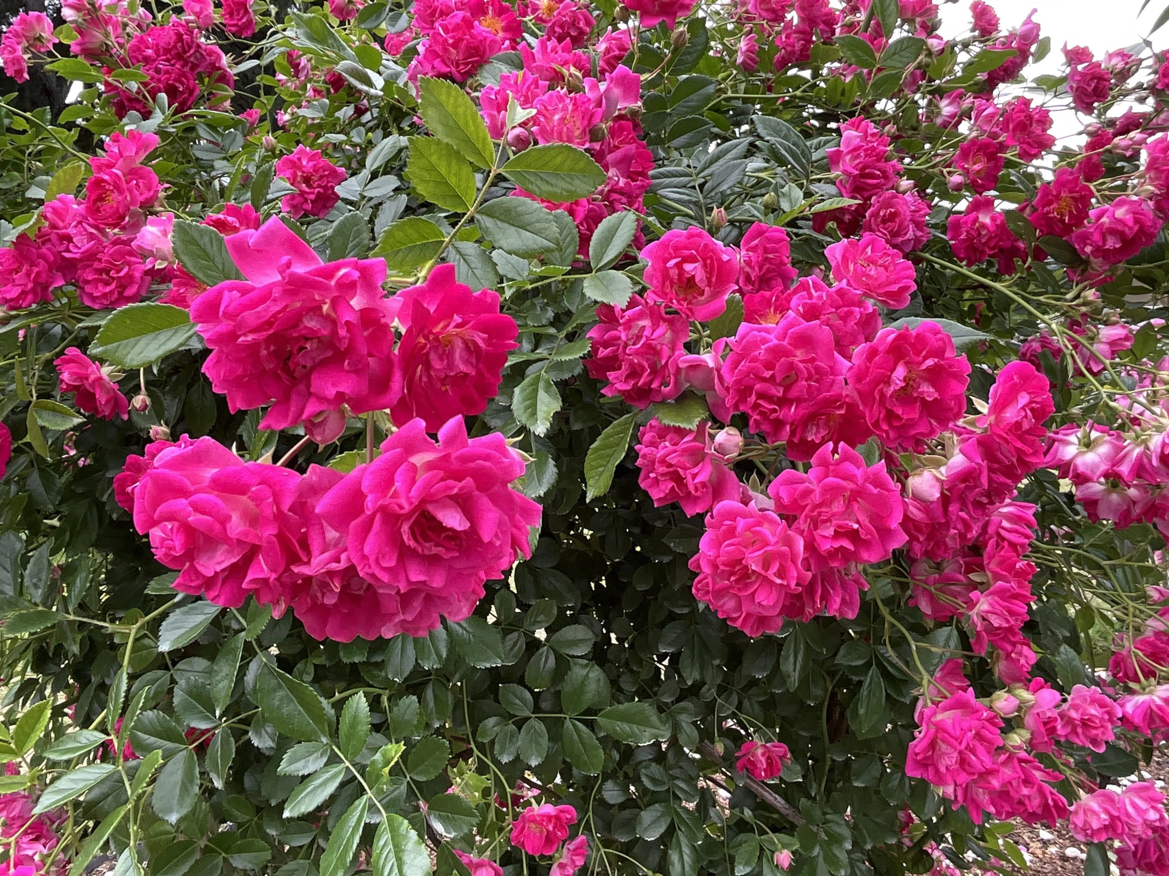 エクセルヒューマン ExcelHuman 薔薇 バラ 掛け軸 富貴花 吉祥 尺五 スーパー・エクセルサ（京都府立植物園）：2026年5月23日（土）｜藤井