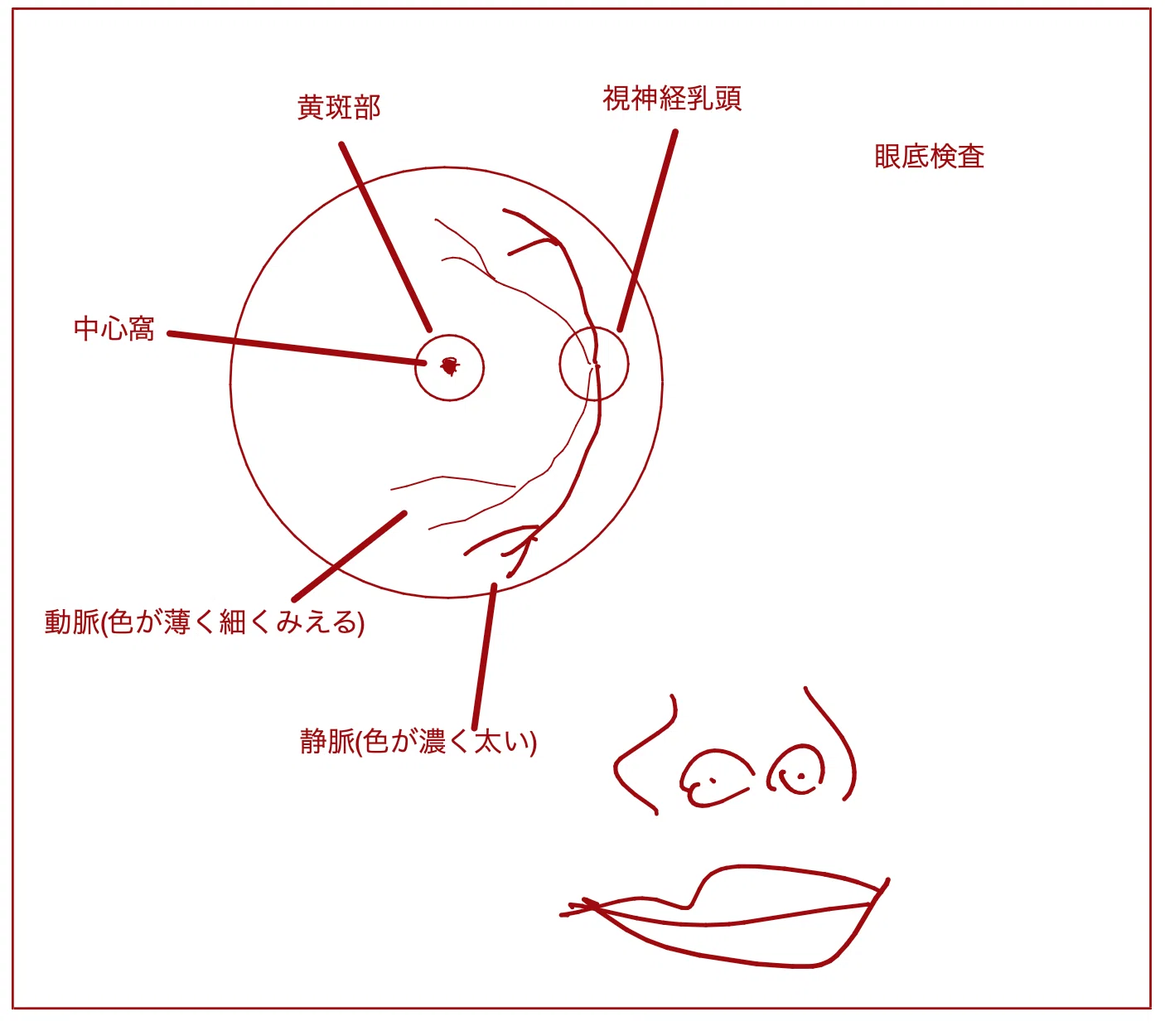 脊椎の数の覚え方を徹底解剖！一瞬で一生忘れない鉄板語呂合わせ