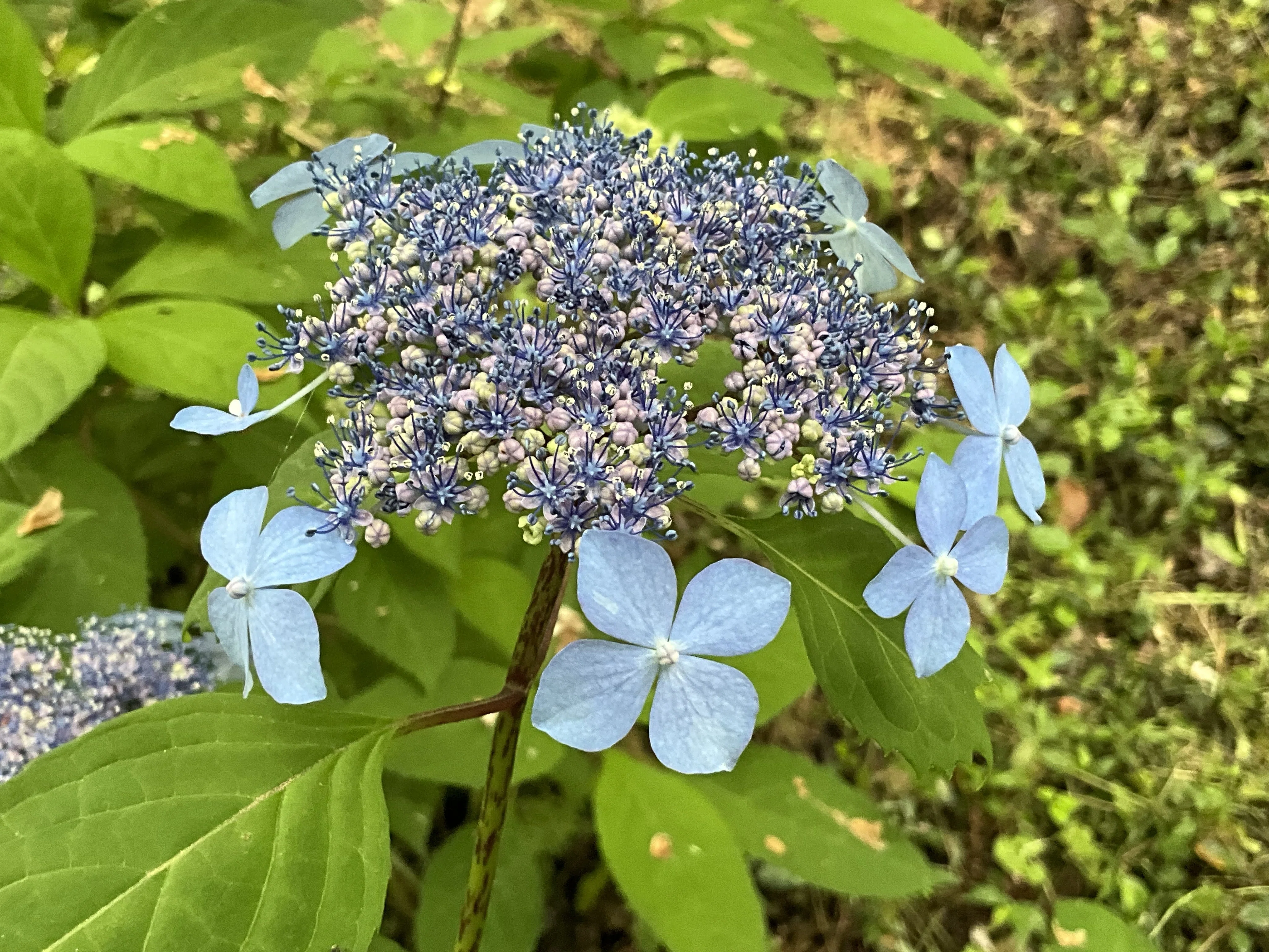Iyonishiki (Kyoto Botanical Gardens): May 23, 2026 (Sat)｜藤井秀昭
