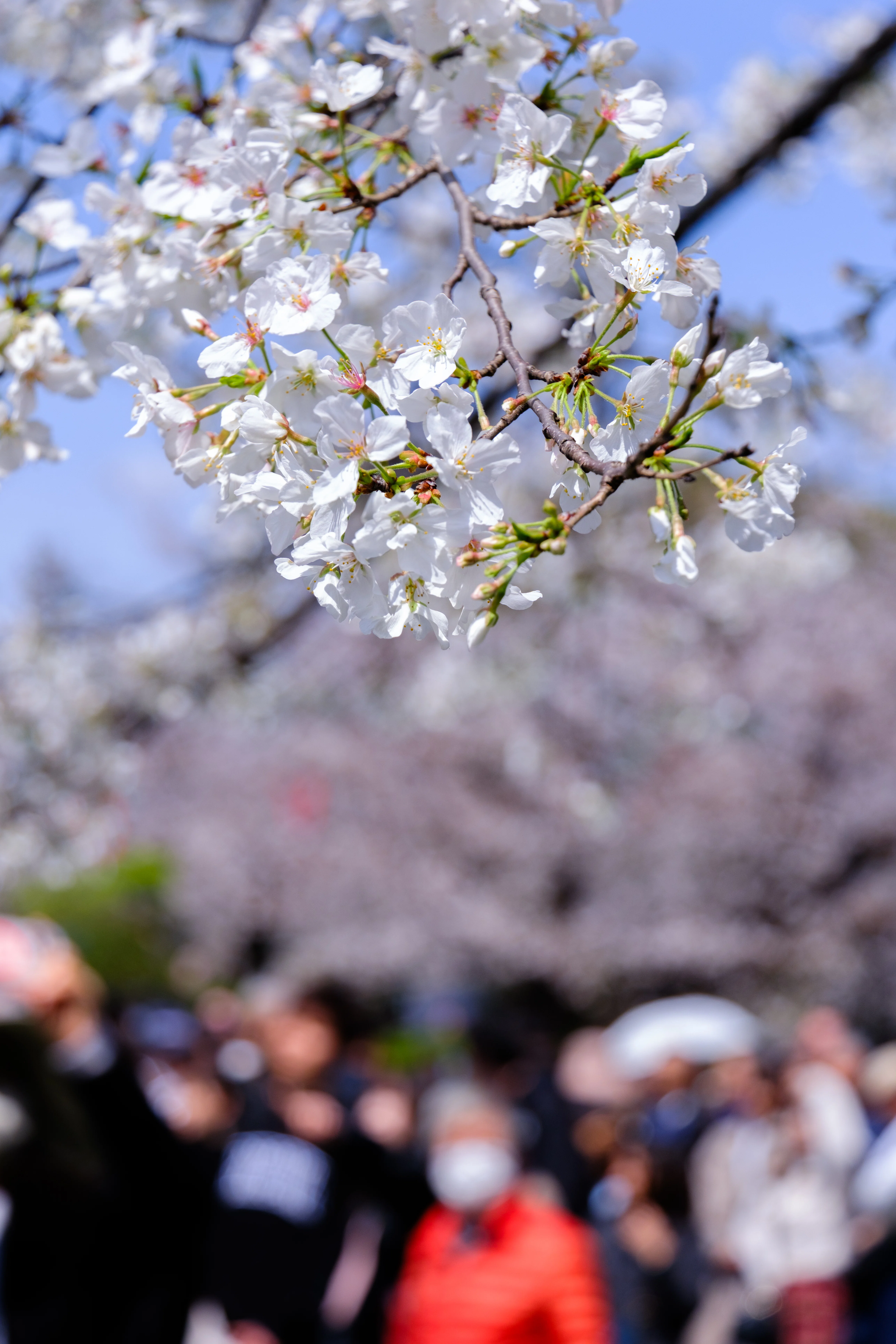 AI写真講評】2025｜はじめての上野公園の桜。｜Francisco Minamide
