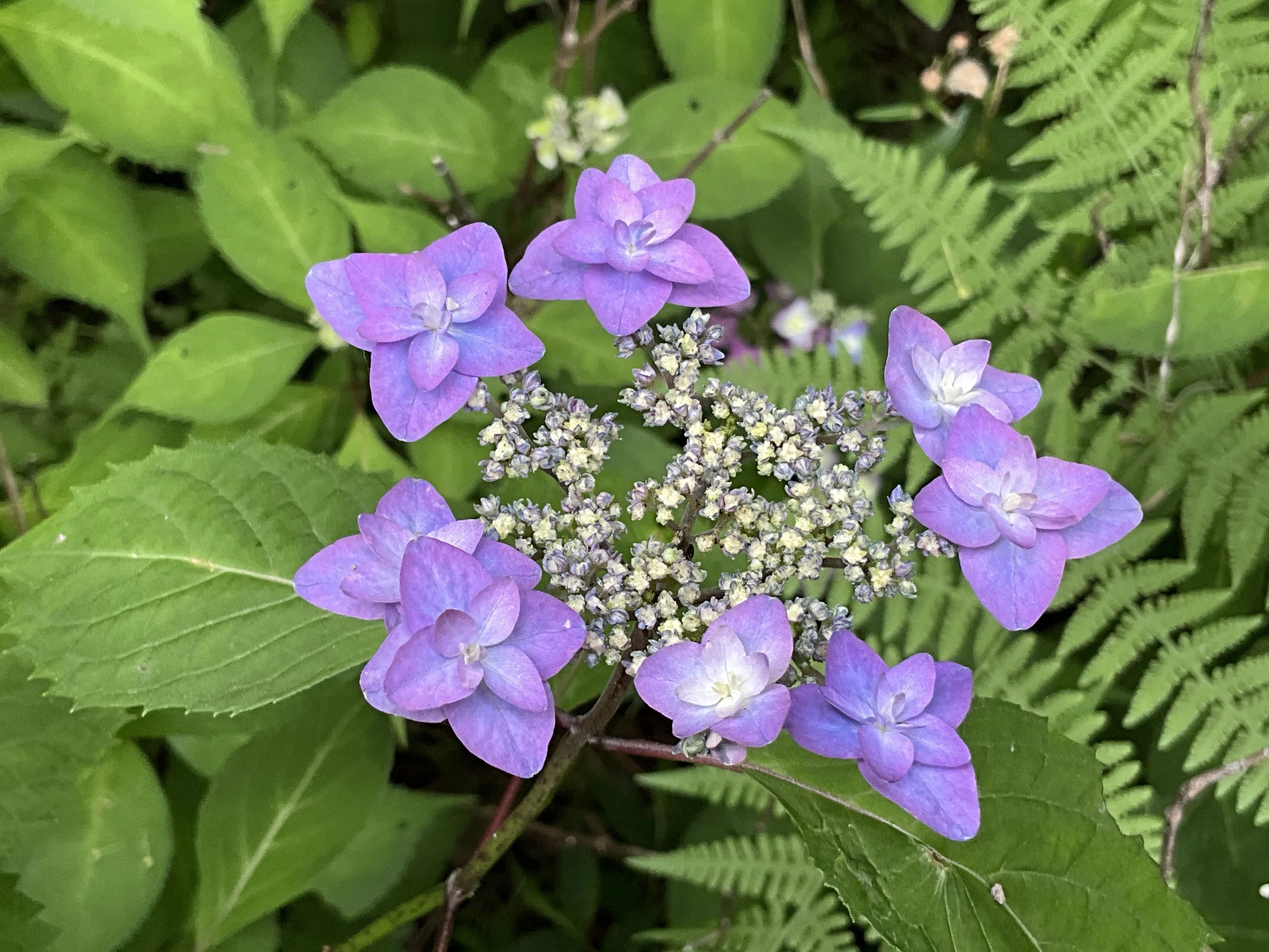 深山八重紫（京都府立植物園）：2026年5月23日（土）｜藤井秀昭