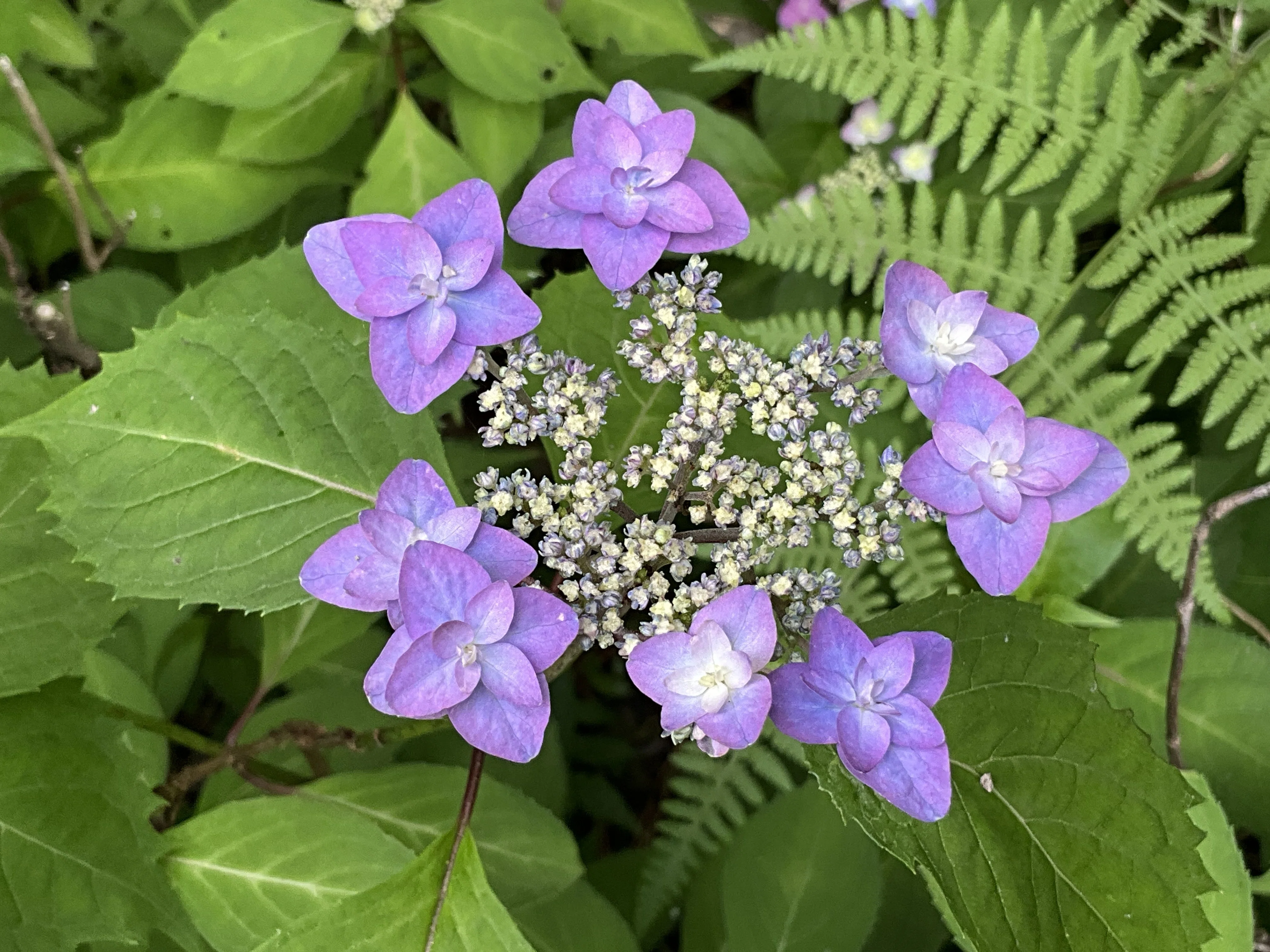 深山八重紫（京都府立植物園）：2026年5月23日（土）｜藤井秀昭