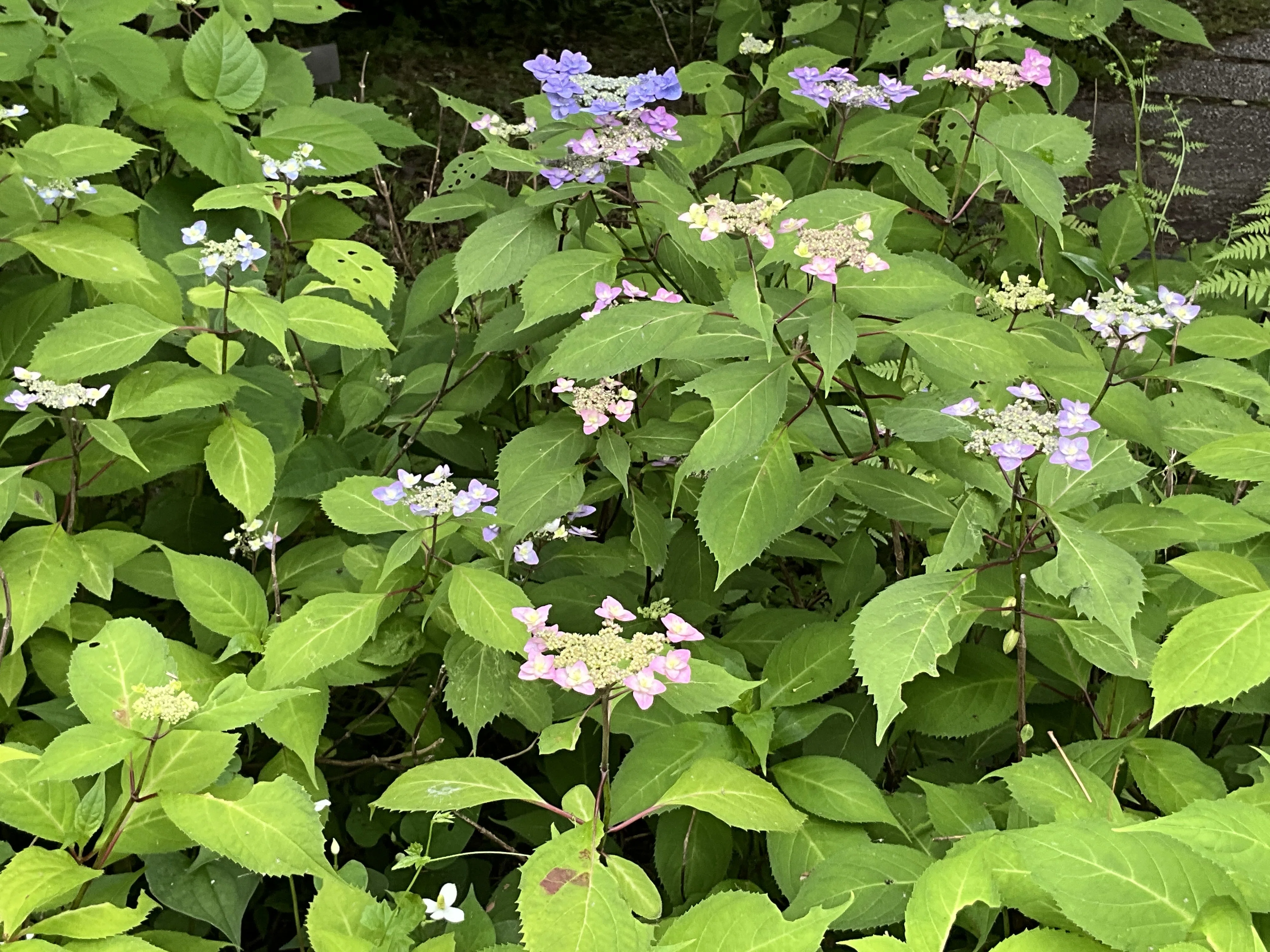 深山八重紫（京都府立植物園）：2026年5月23日（土）｜藤井秀昭