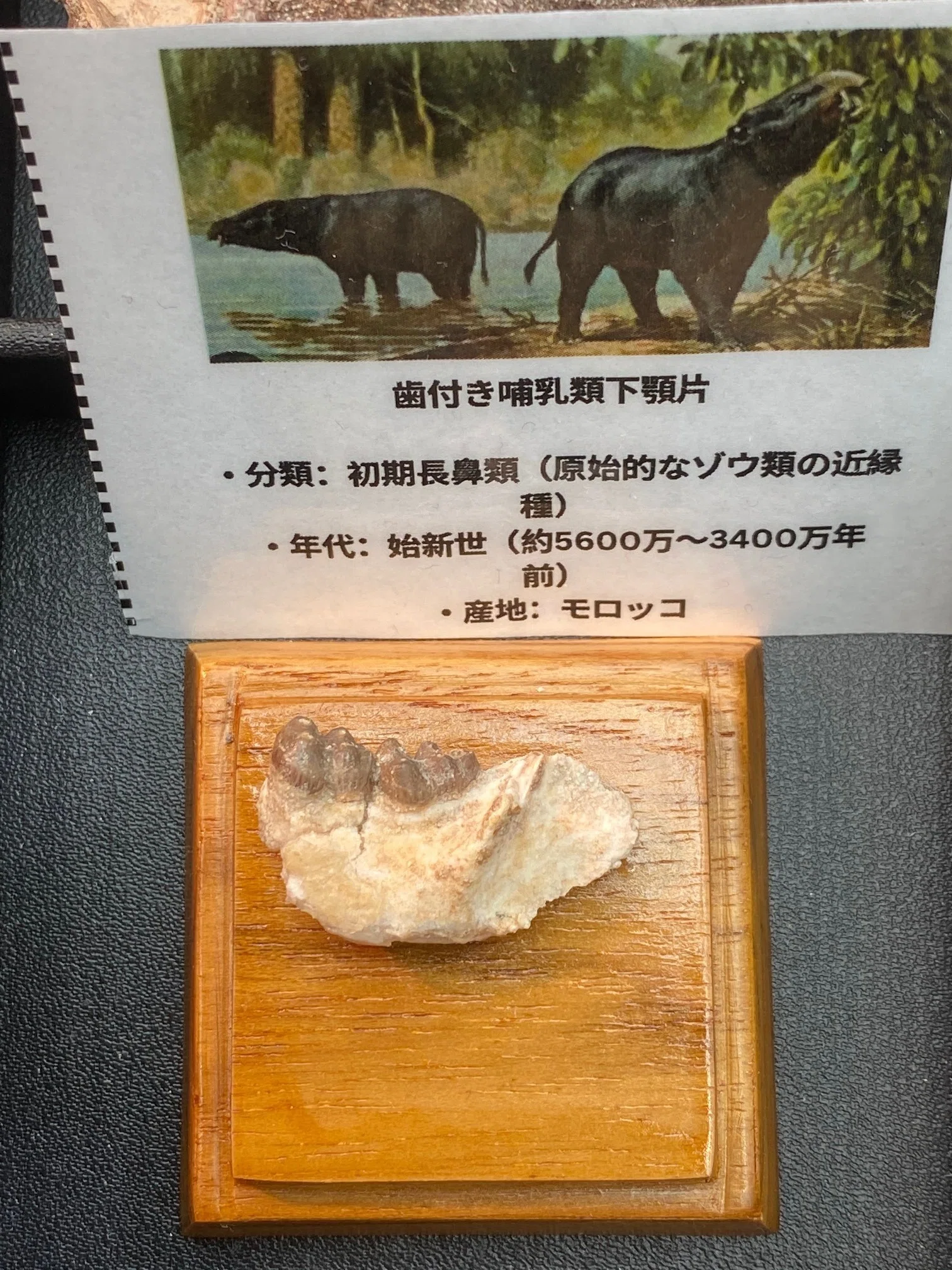 2026 新宿ミネラル Zoicの化石あります！｜theropodさん