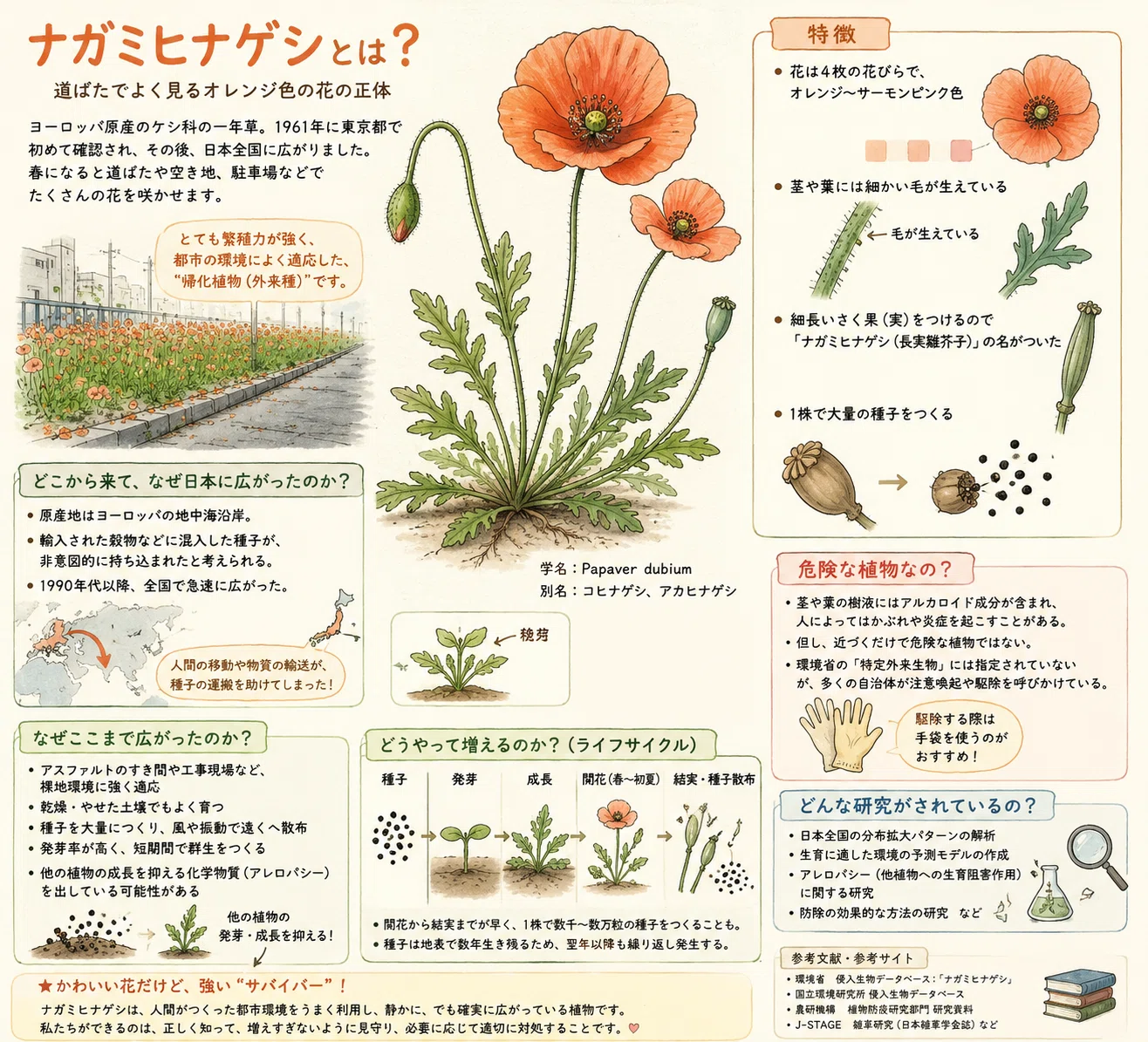 ナガミヒナゲシとは？道端に急増したオレンジ色の“侵略者”｜別に有料