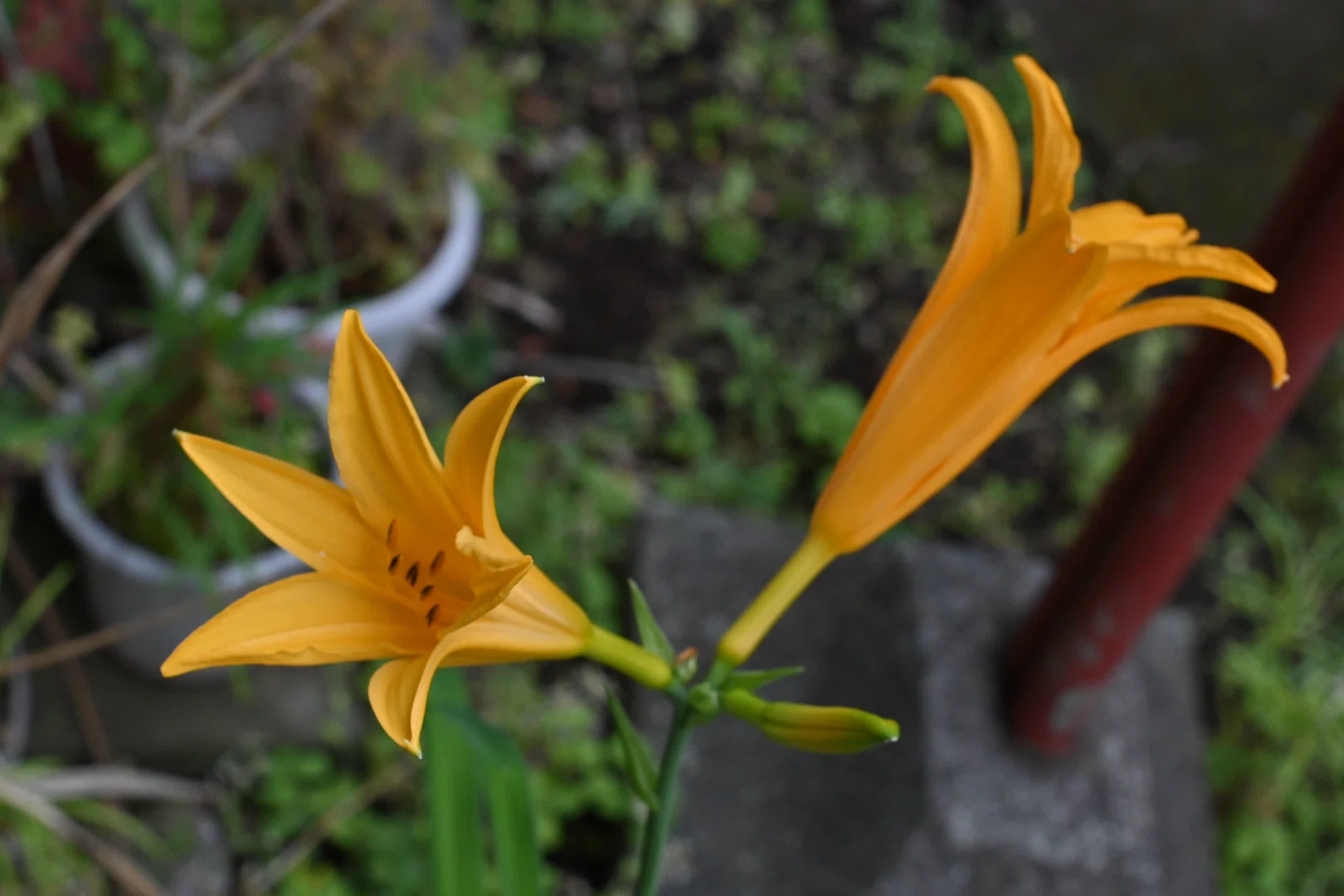 キスゲ咲く〜オールドレンズと庭の花｜SuzukenSambar