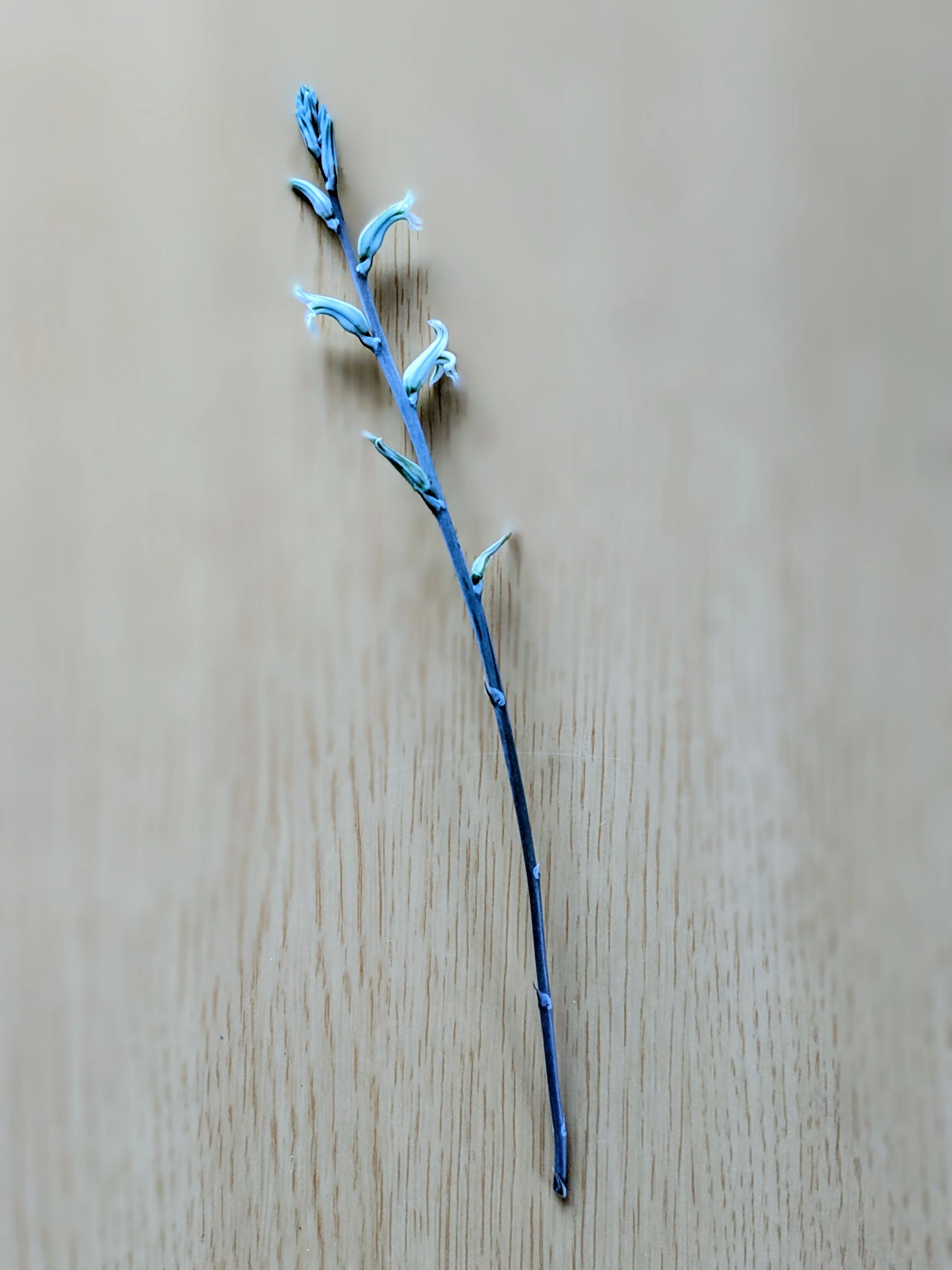 多肉植物の最近の様子｜停滞