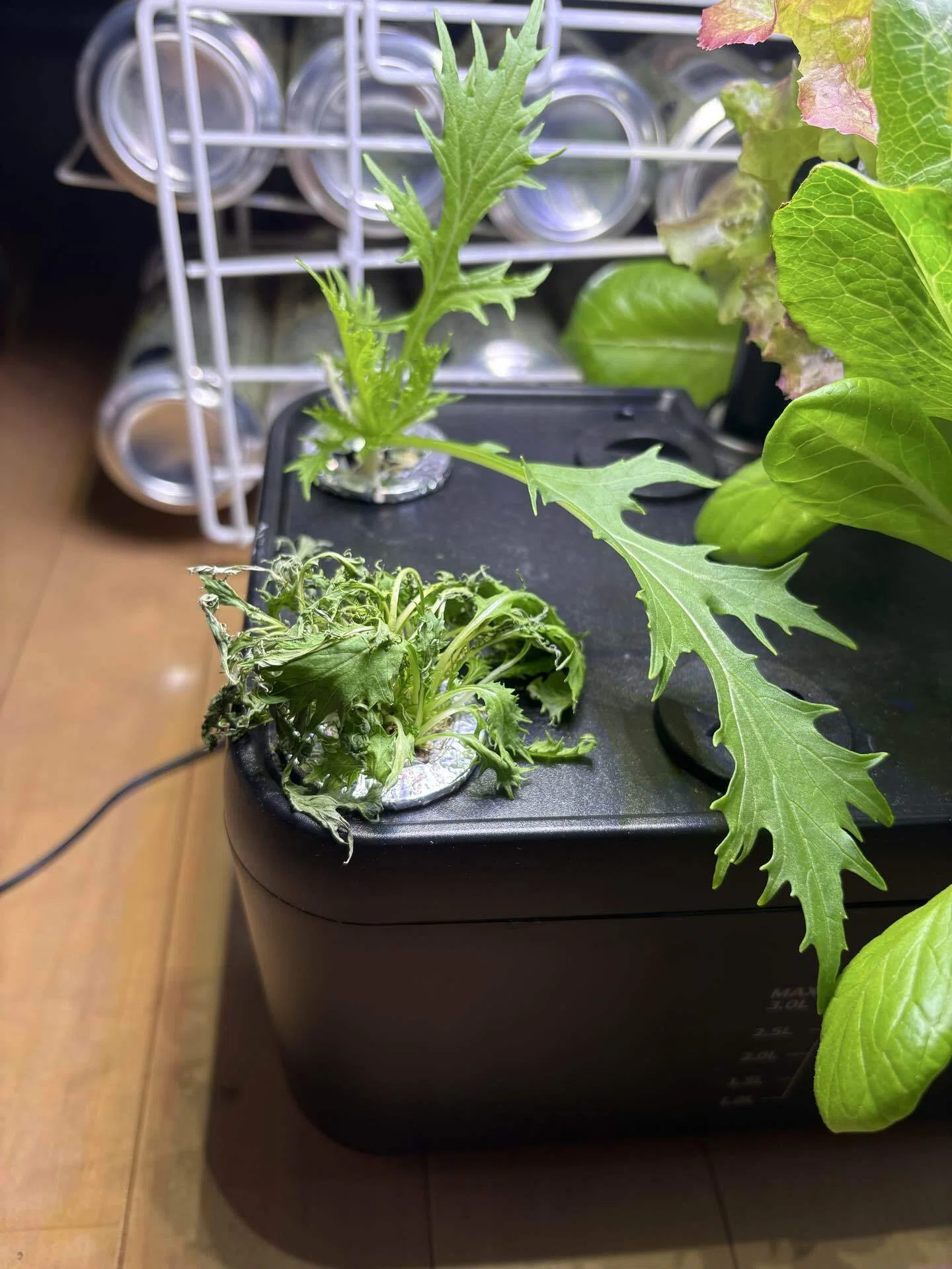 水耕栽培の水菜vsレタスはどちらが強いか観察しました｜すだじい