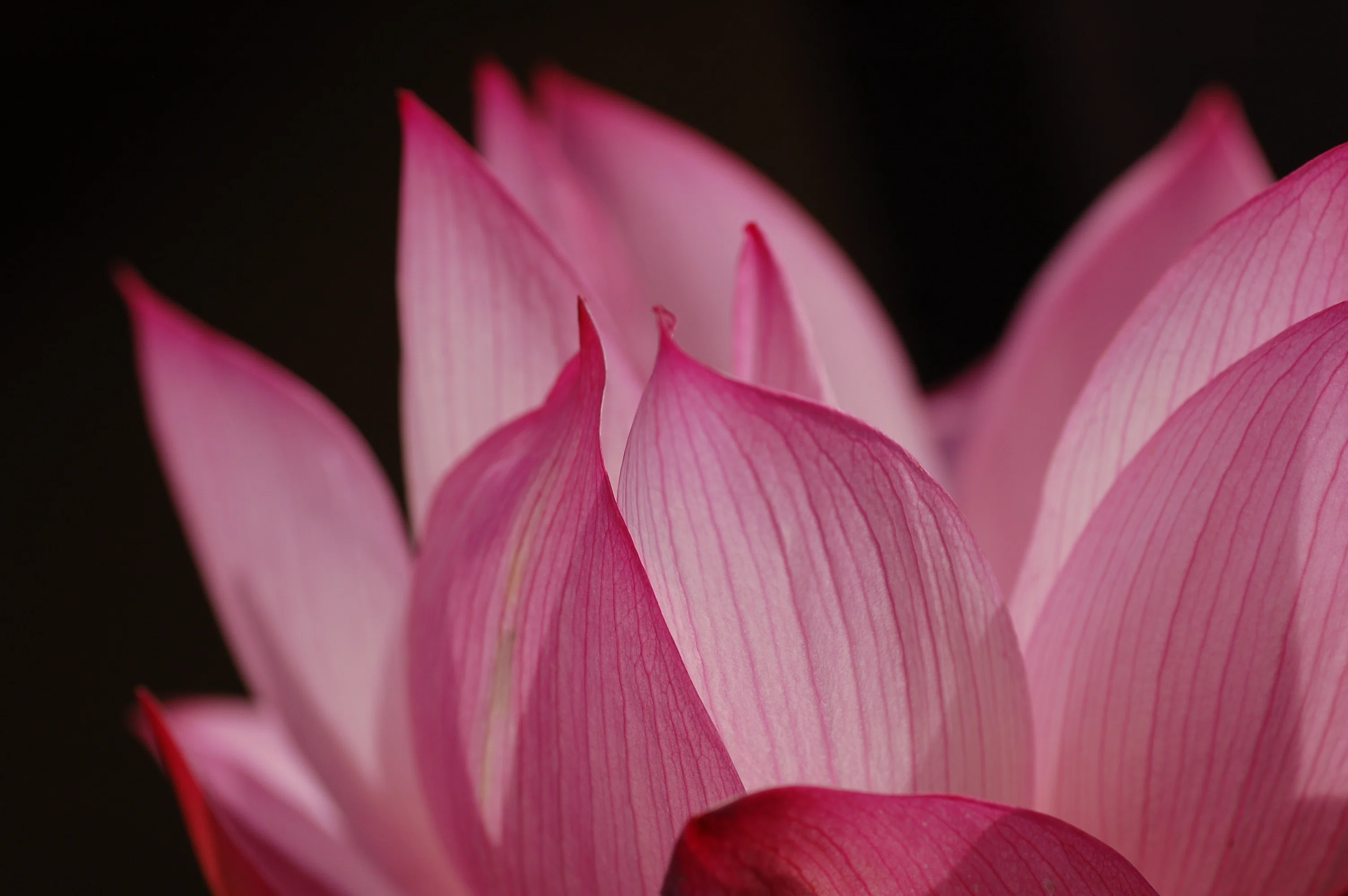 種から5年。我が家で咲く古代蓮の花｜はすを