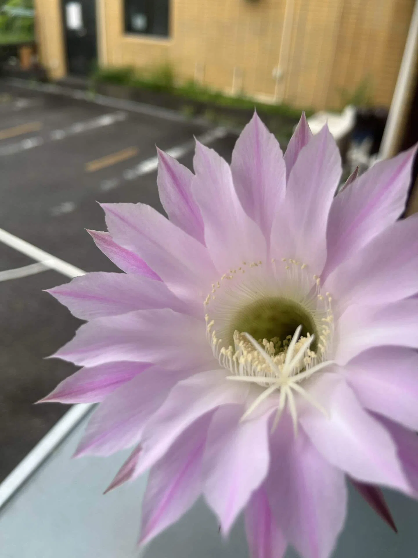 サボテンがピンクの花をつけたよ｜日進市にぎわい交流館