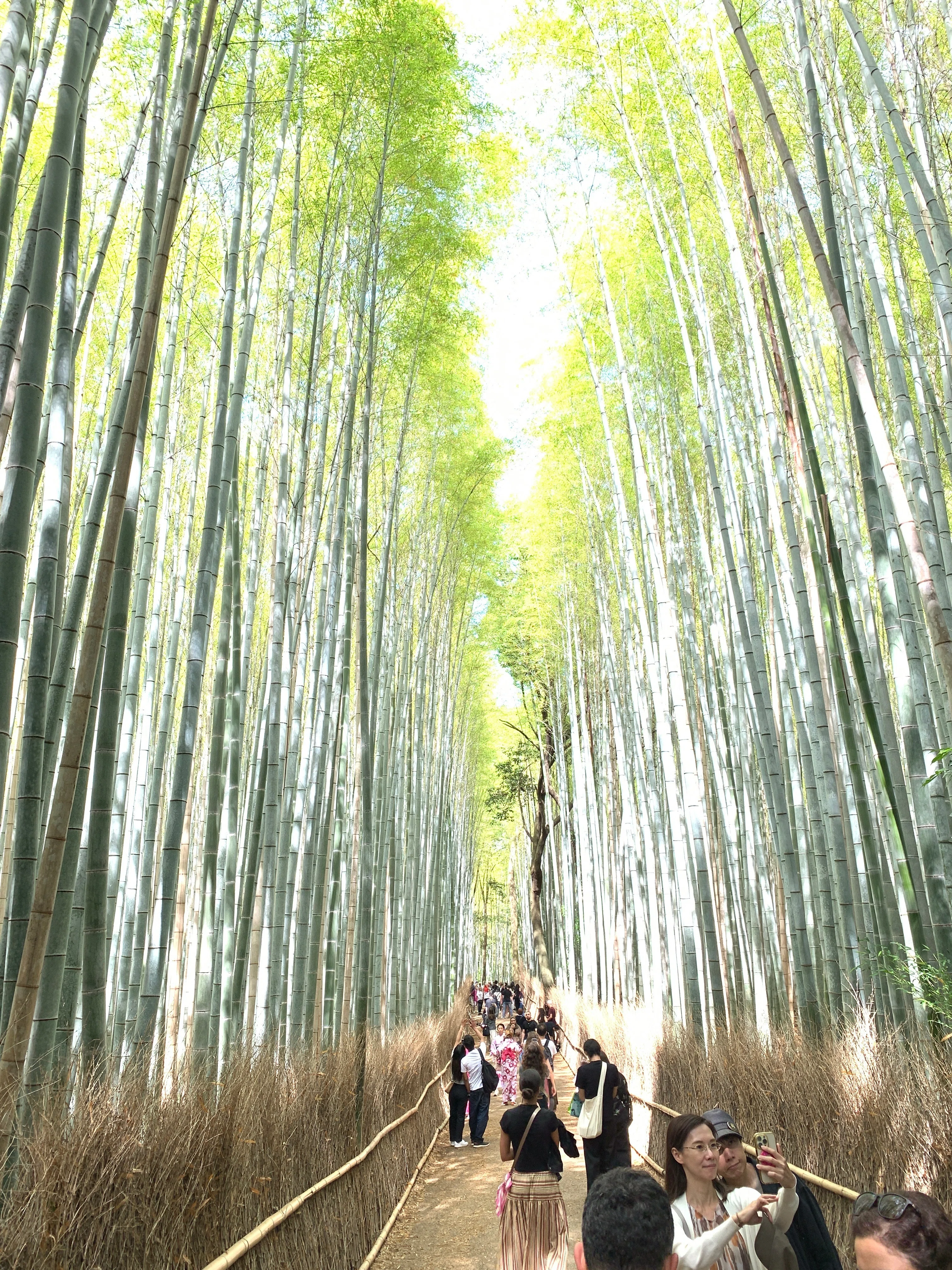 嵐山・天龍寺】完全ガイド｜世界遺産をもっと楽しむ裏ワザ＆お得情報