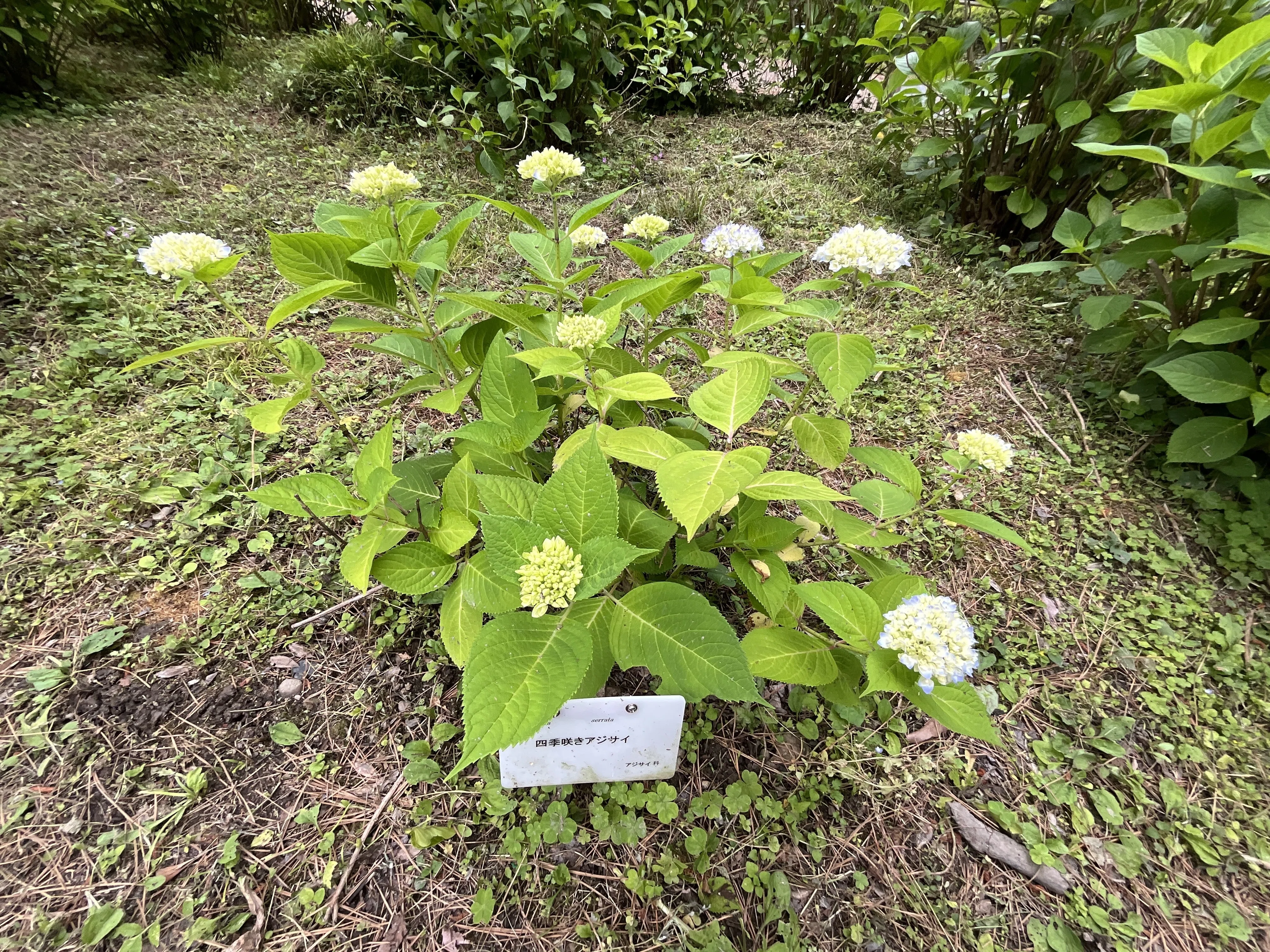 四季咲きアジサイ（京都府立植物園）：2026年5月23日（土）｜藤井秀昭