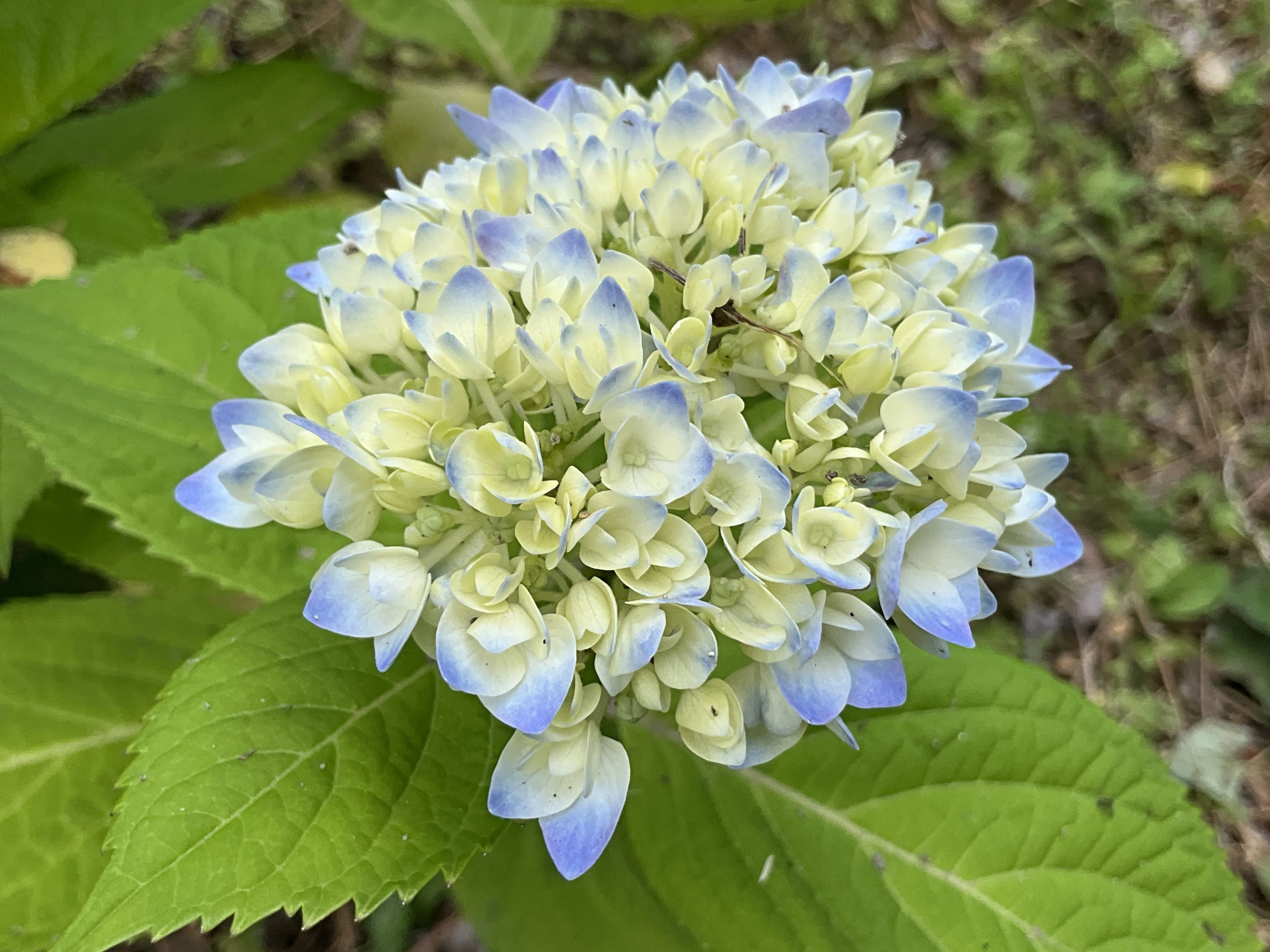 四季咲きアジサイ（京都府立植物園）：2026年5月23日（土）｜藤井秀昭