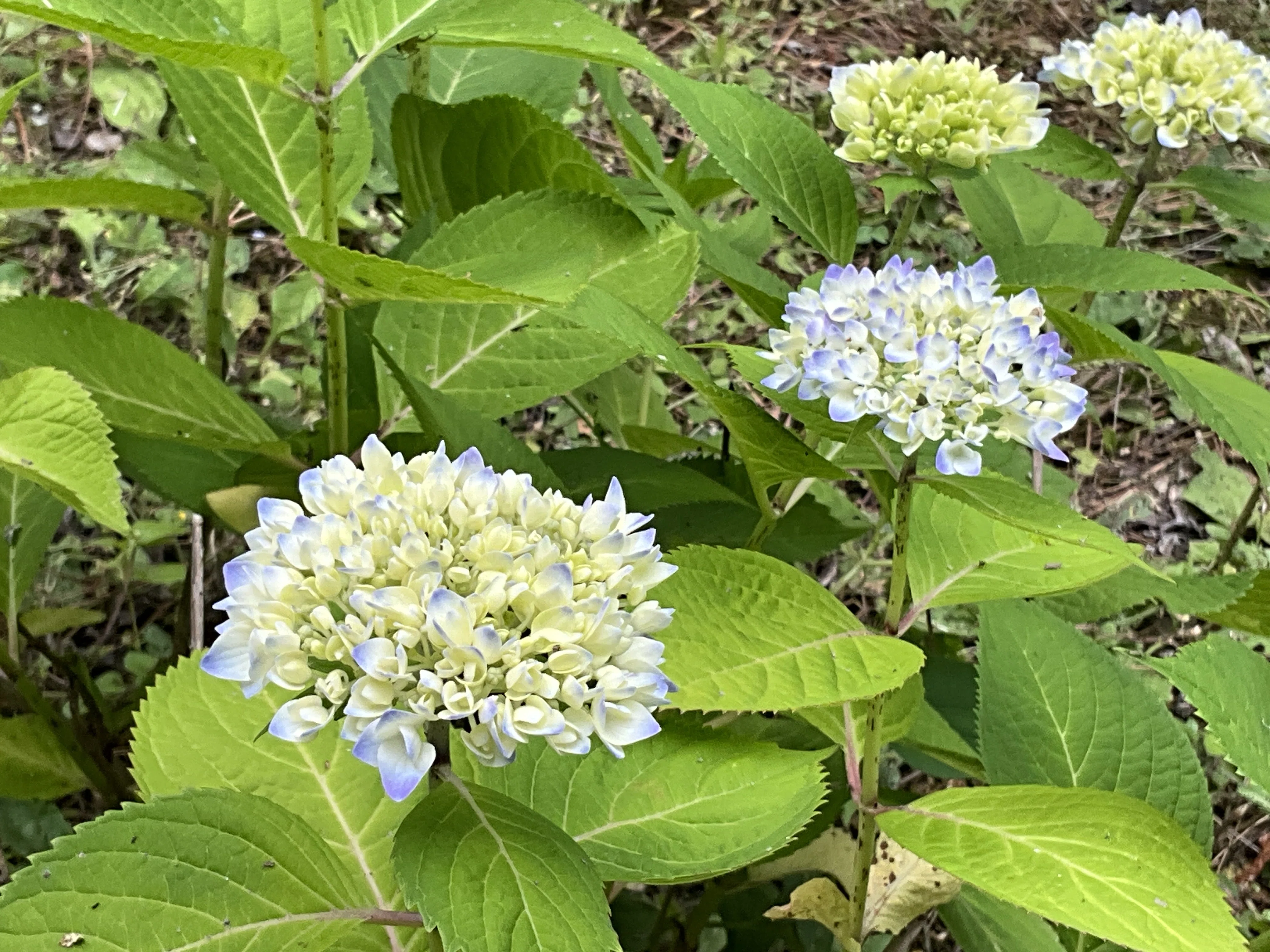 四季咲きアジサイ（京都府立植物園）：2026年5月23日（土）｜藤井秀昭
