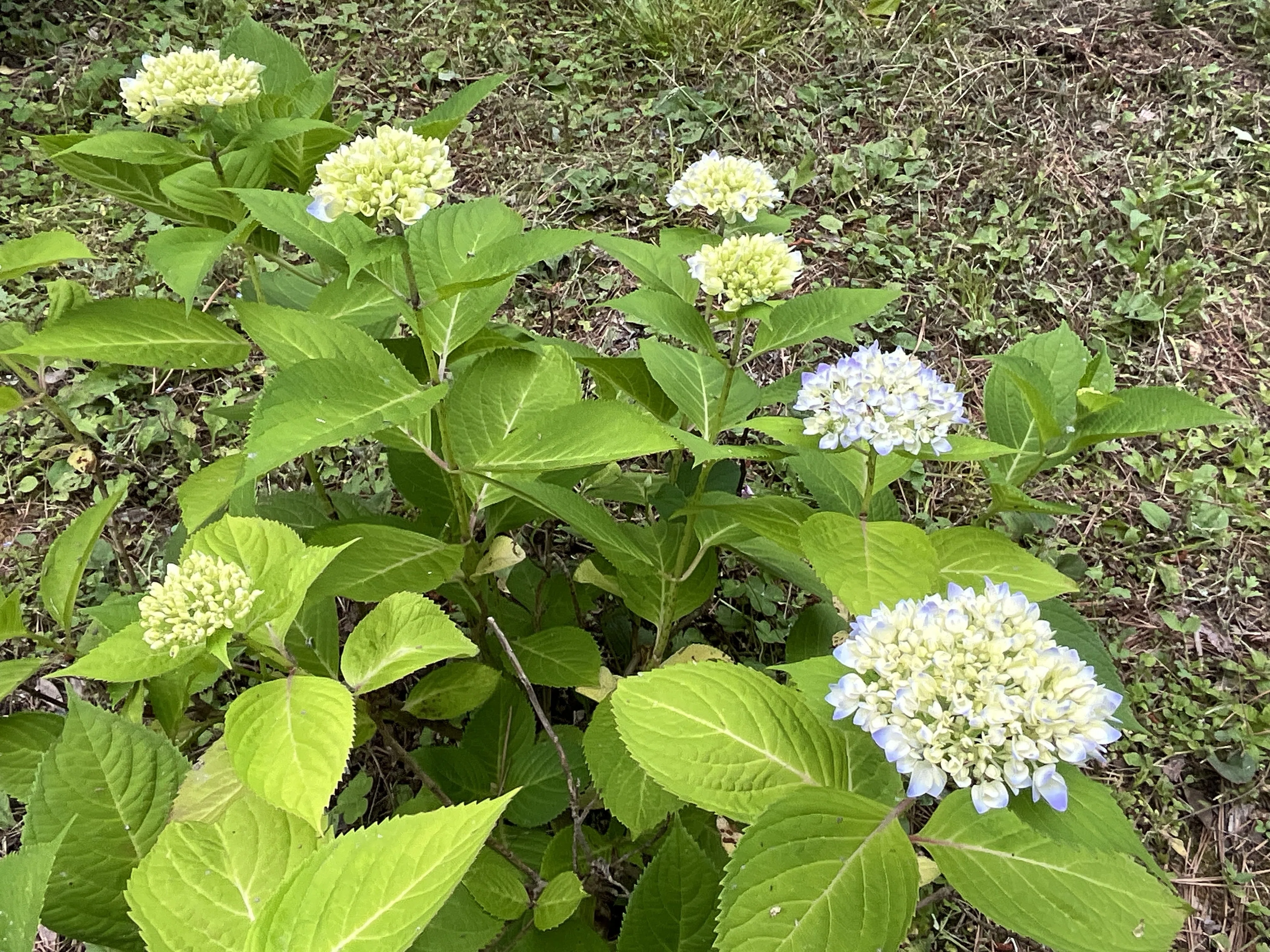 四季咲きアジサイ（京都府立植物園）：2026年5月23日（土）｜藤井秀昭
