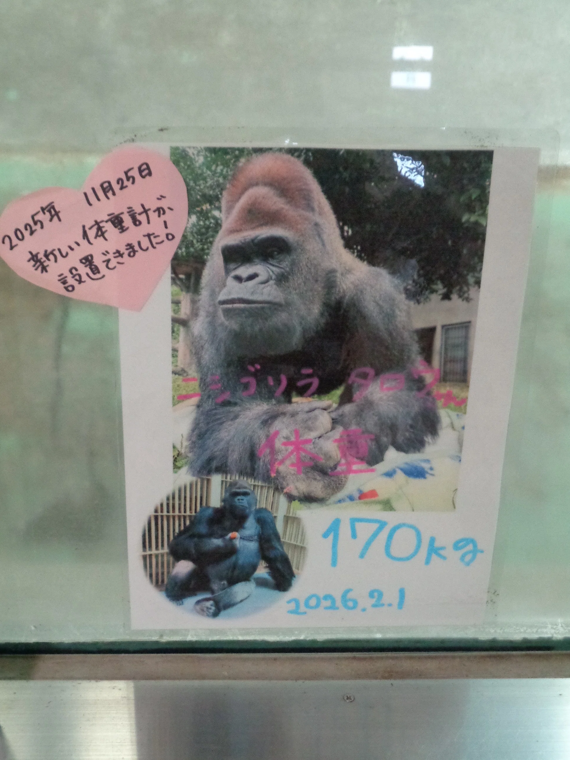 日本ゴリラ化計画】犬山編2026初夏①タロウさんとの再会｜え＠レフト