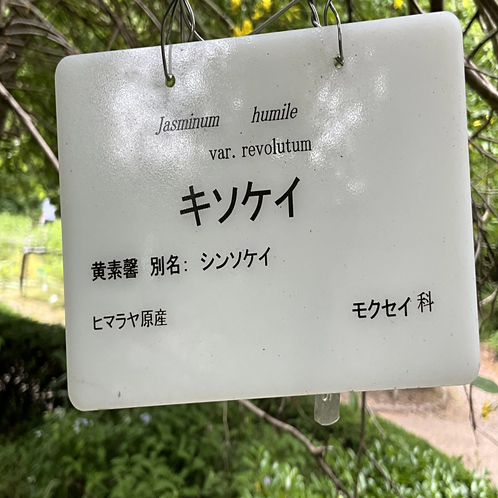 キソケイ（京都府立植物園）：2026年5月24日（日）｜藤井秀昭（『京都 