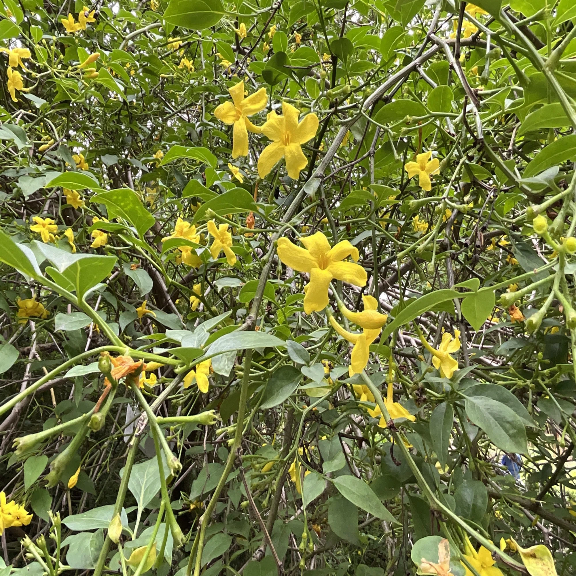 キソケイ（京都府立植物園）：2026年5月24日（日）｜藤井秀昭（『京都 