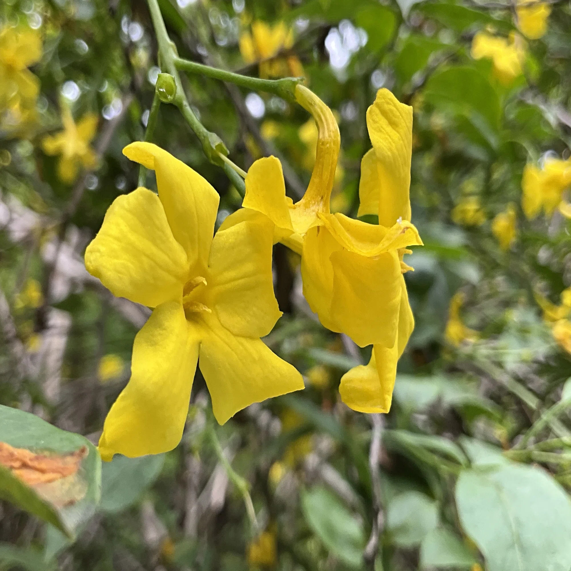 キソケイ（京都府立植物園）：2026年5月24日（日）｜藤井秀昭（『京都 