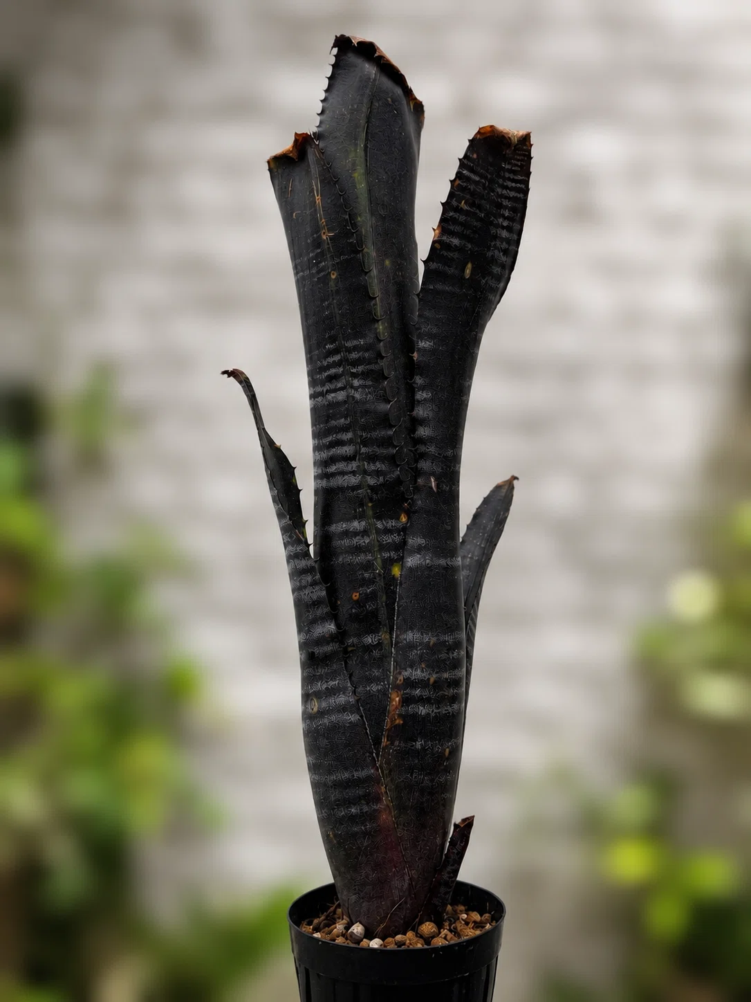 Star Wars of the Plant World | Darth Vader, Obi-Wan 2 Cool