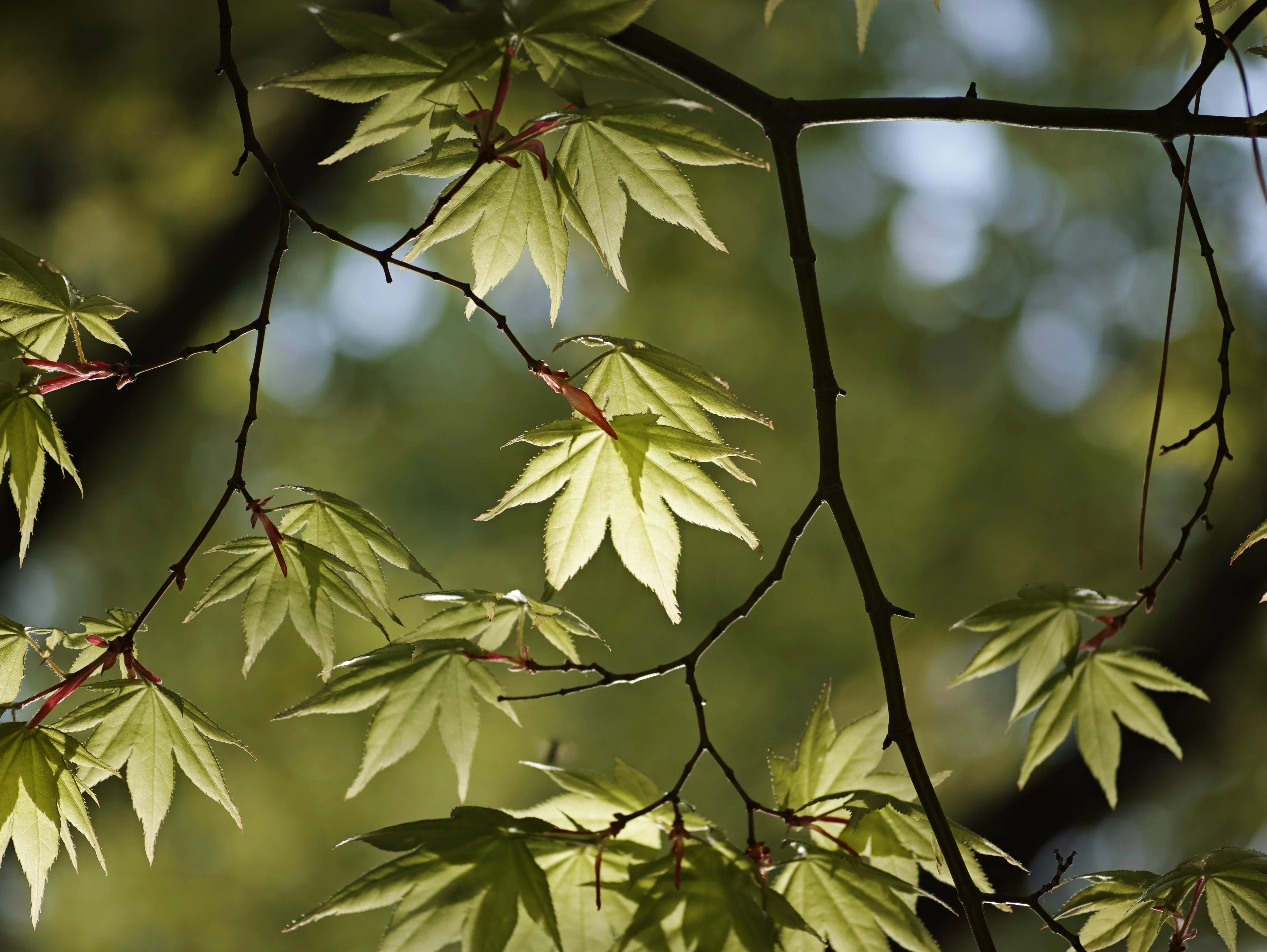 芸術写真 FLOWERS and TREES Today's selections #2812｜TakeKuroki