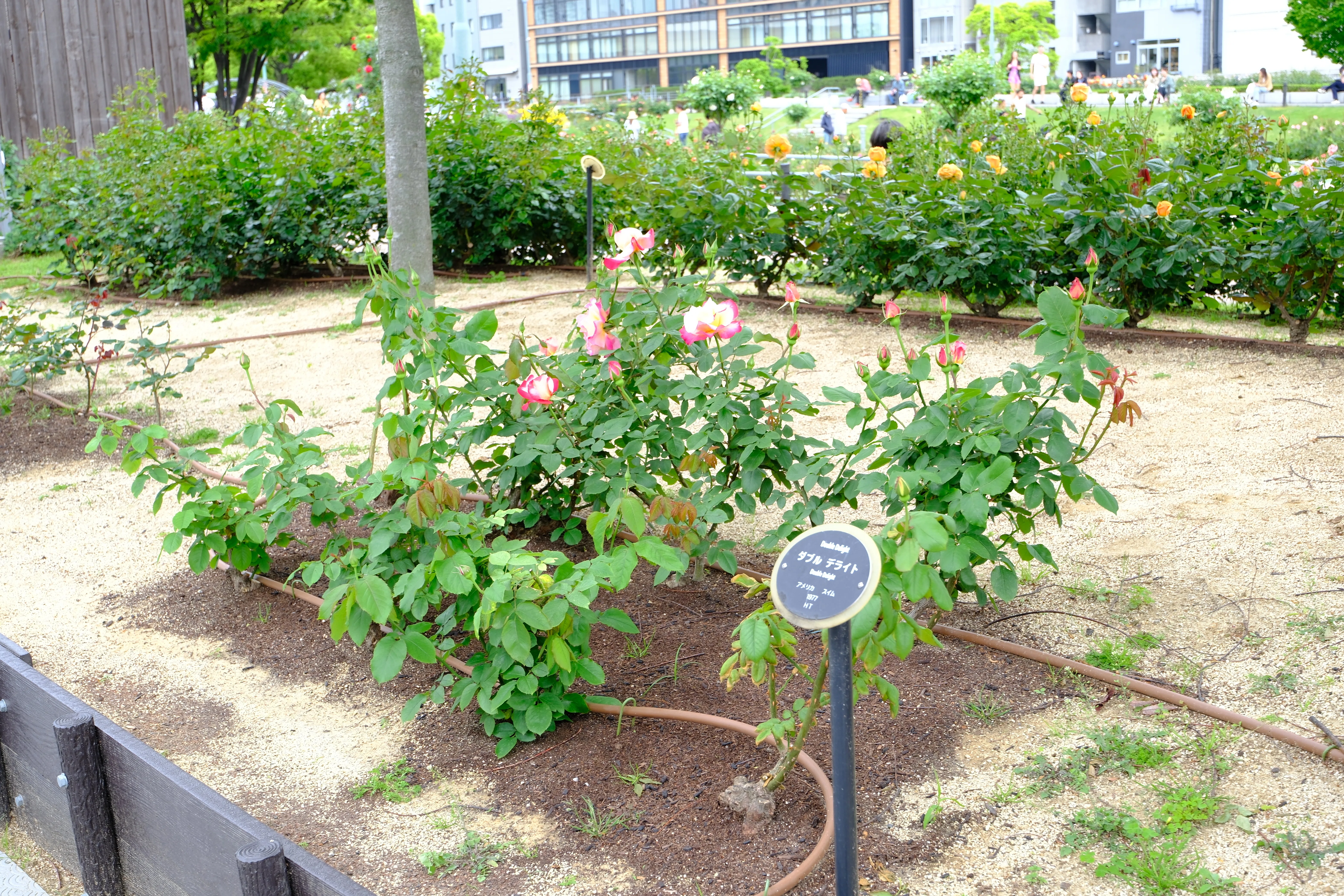 📷X-T30III × 🌹中之島バラ園 ｜ 🇺🇸ダブル・デライト｜ぱぽにゃん🌹🌳