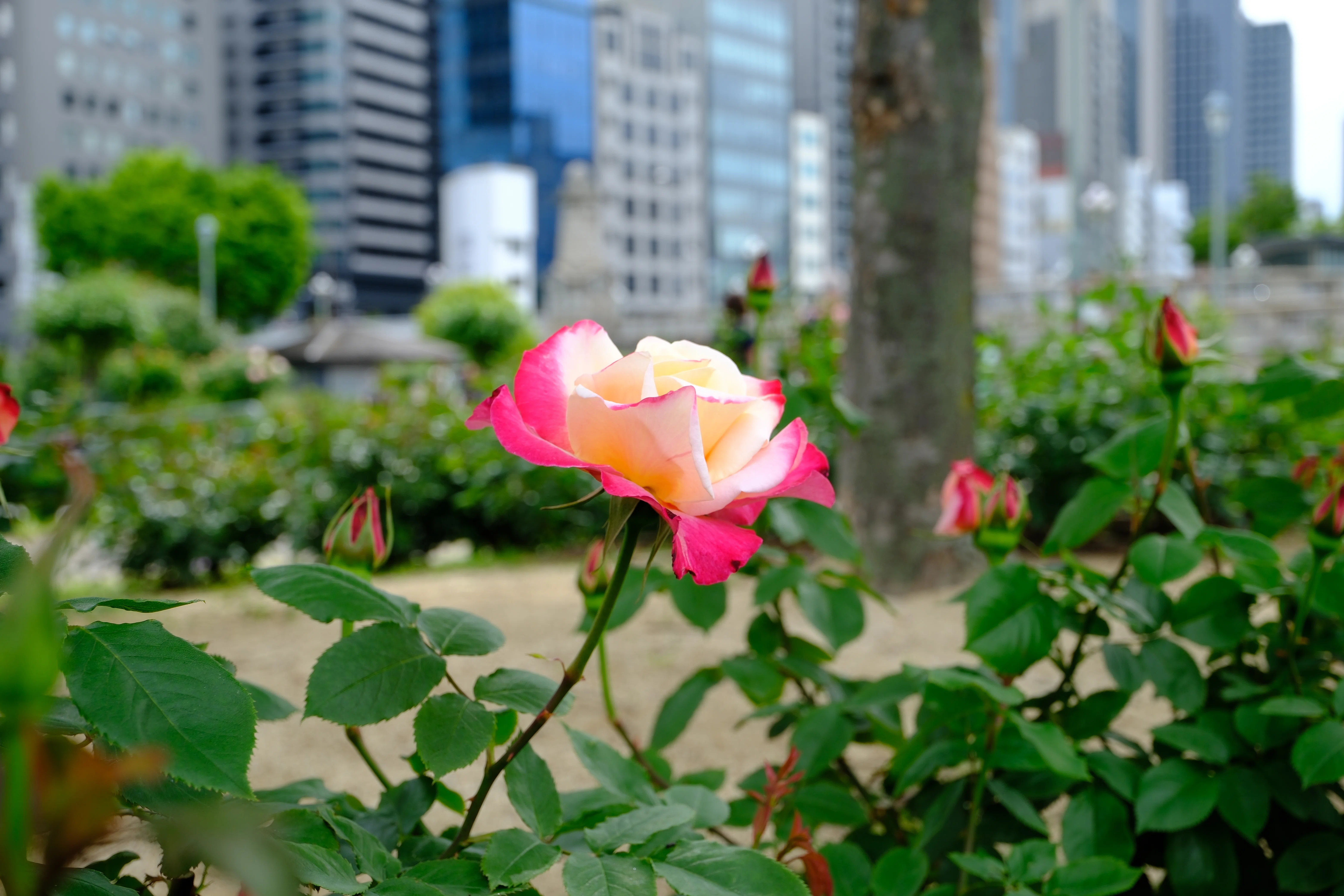 📷X-T30III × 🌹中之島バラ園 ｜ 🇺🇸ダブル・デライト｜ぱぽにゃん🌹🌳
